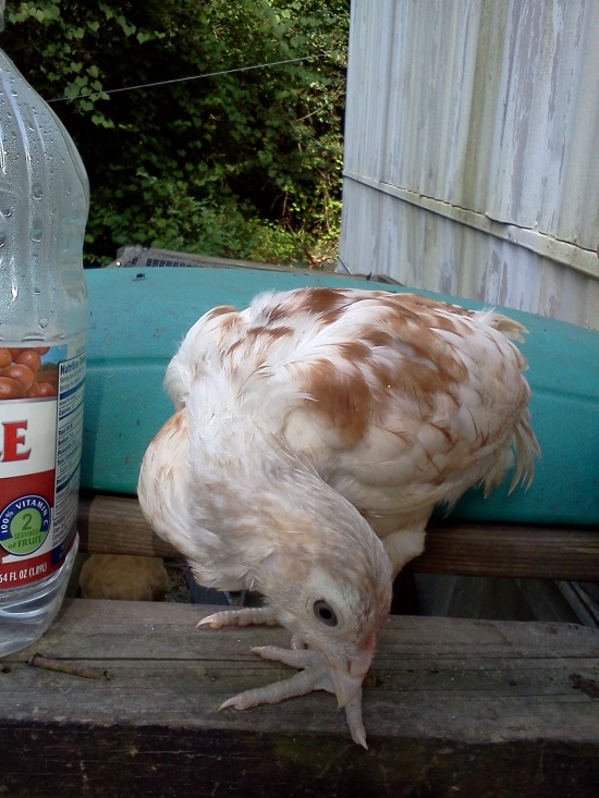 White chicken 3 side view