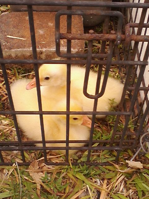 White Chinese goslings, a week old