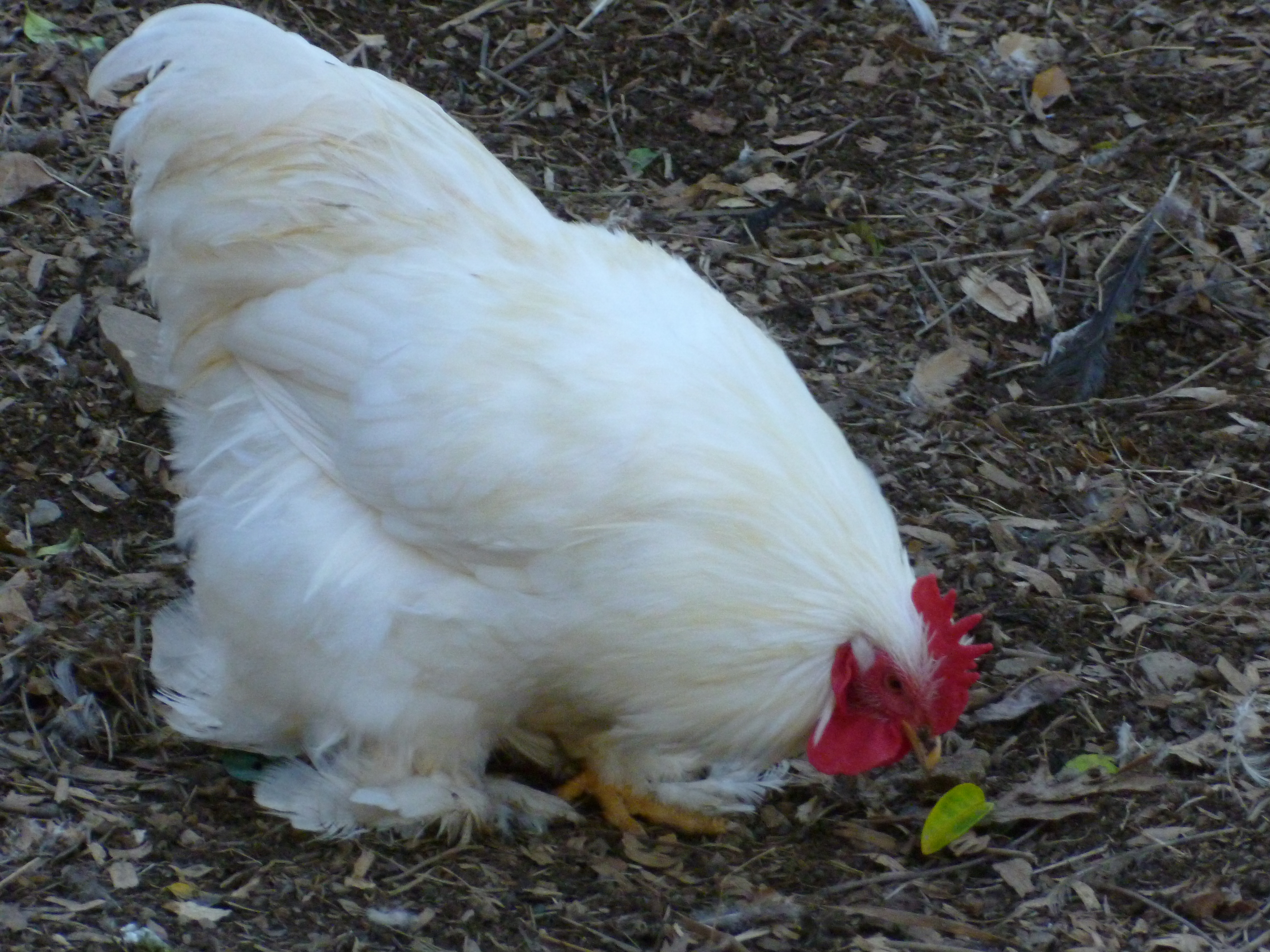 White cochin bantam roo
