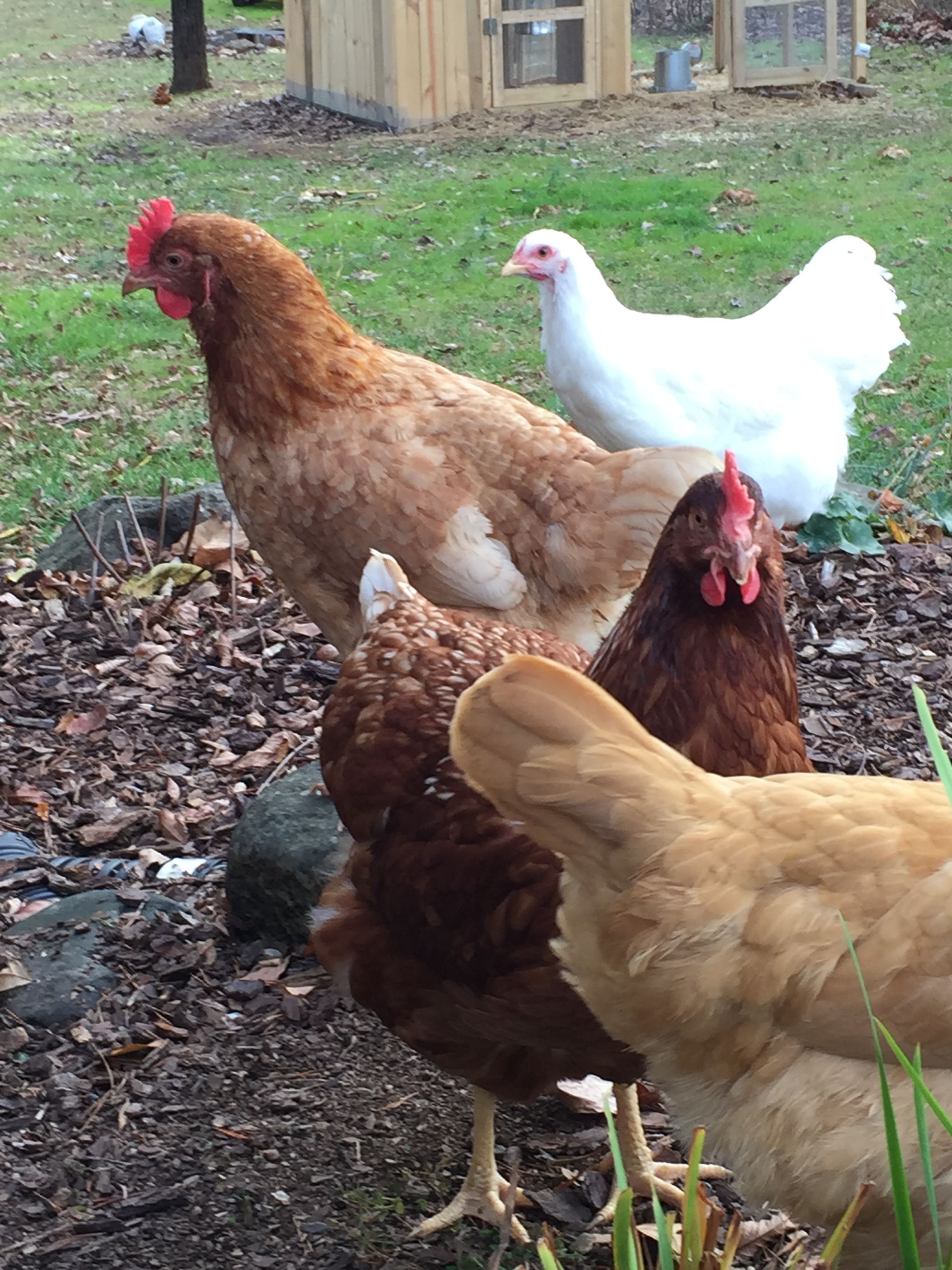 White Cochin in the back - Pullet 16 weeks "Lucy"