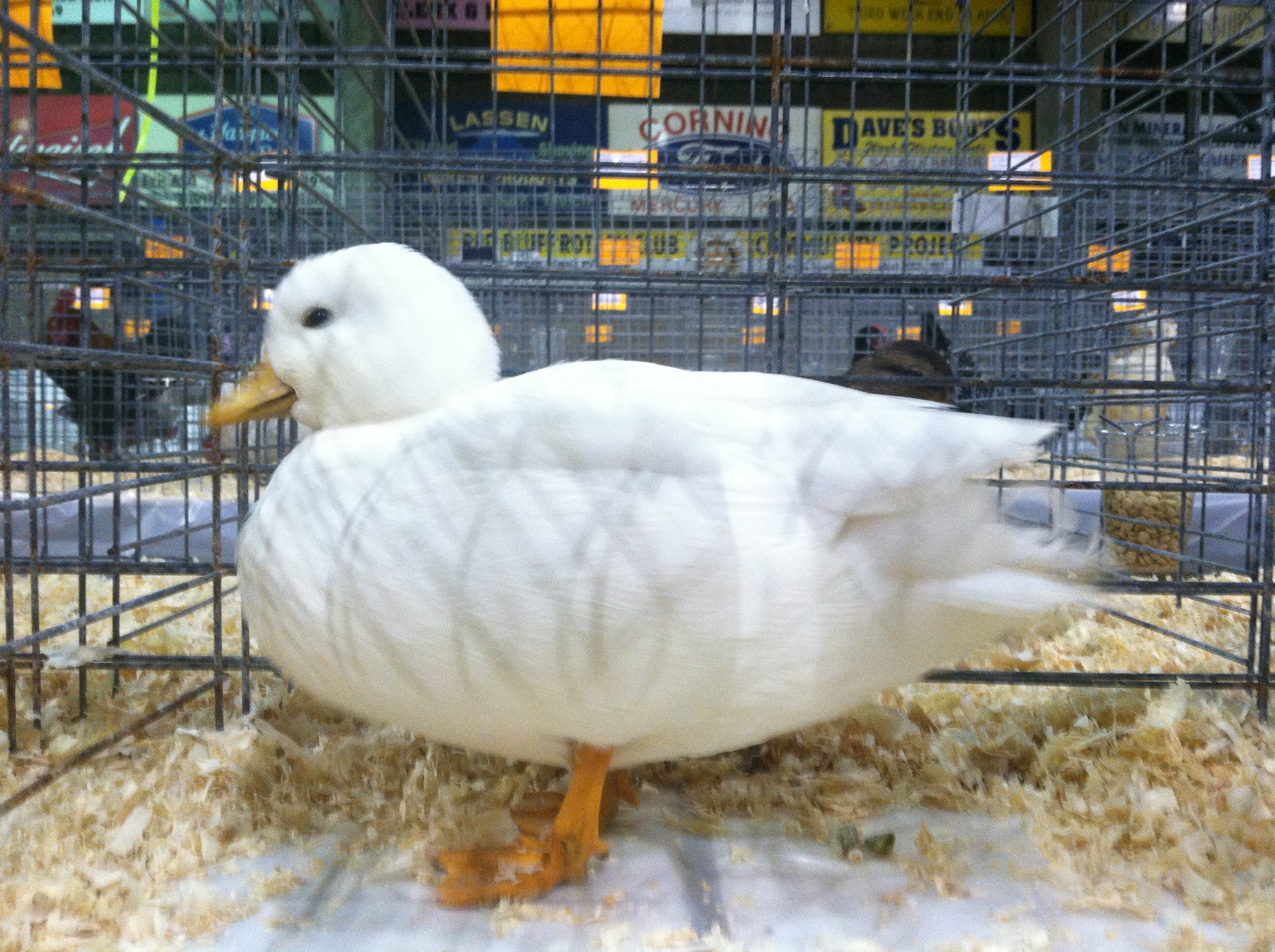 White cockerel at show