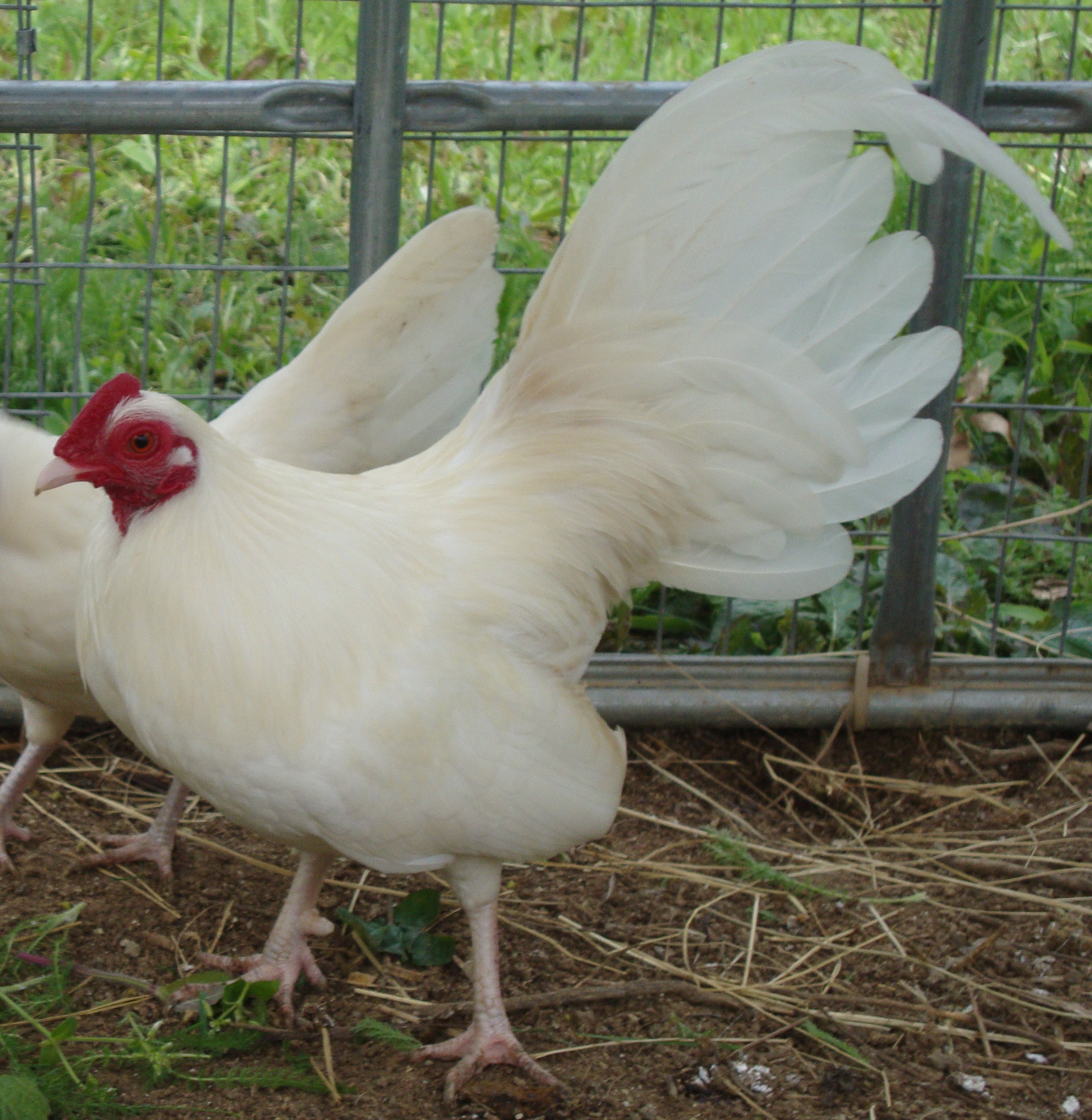 White Cockerel