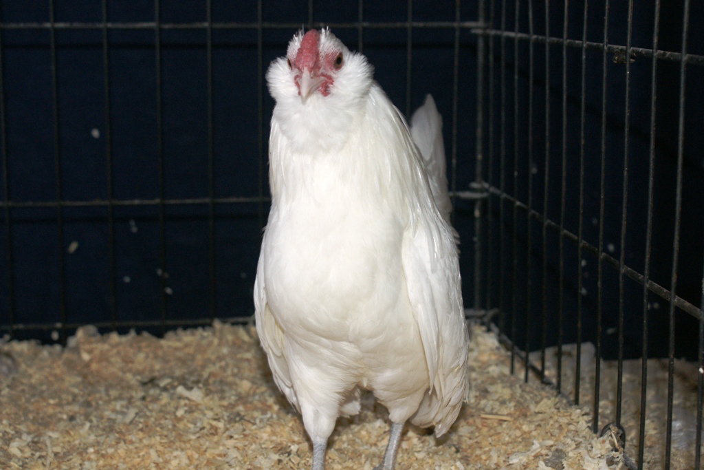 white cockrel