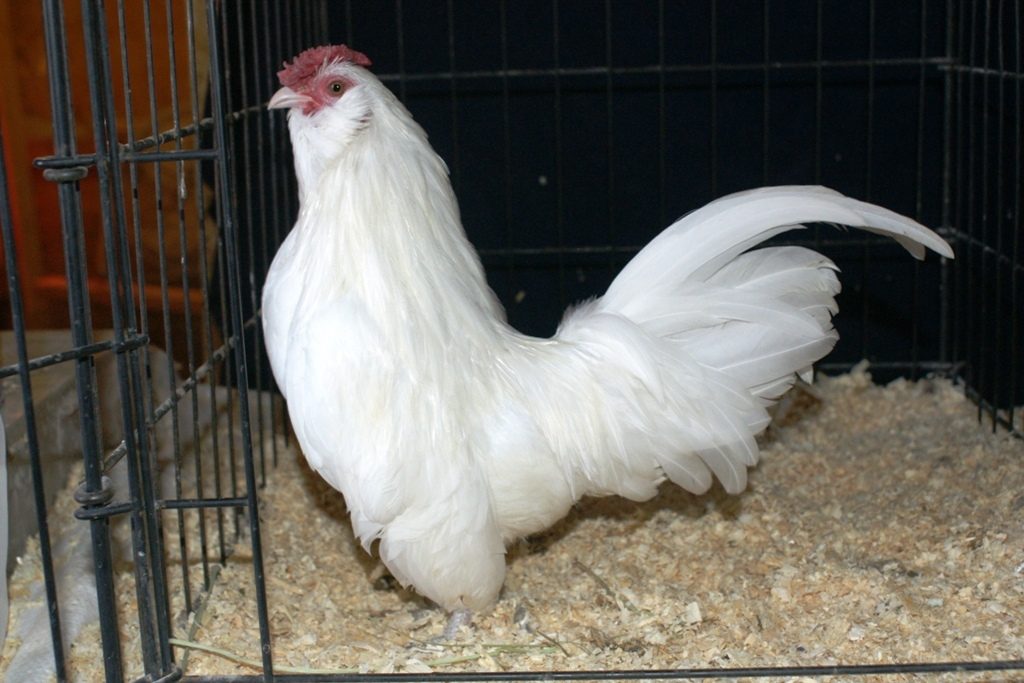 white cockrel