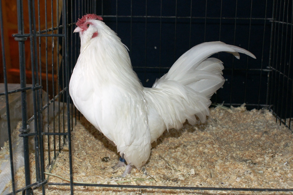 white cockrel