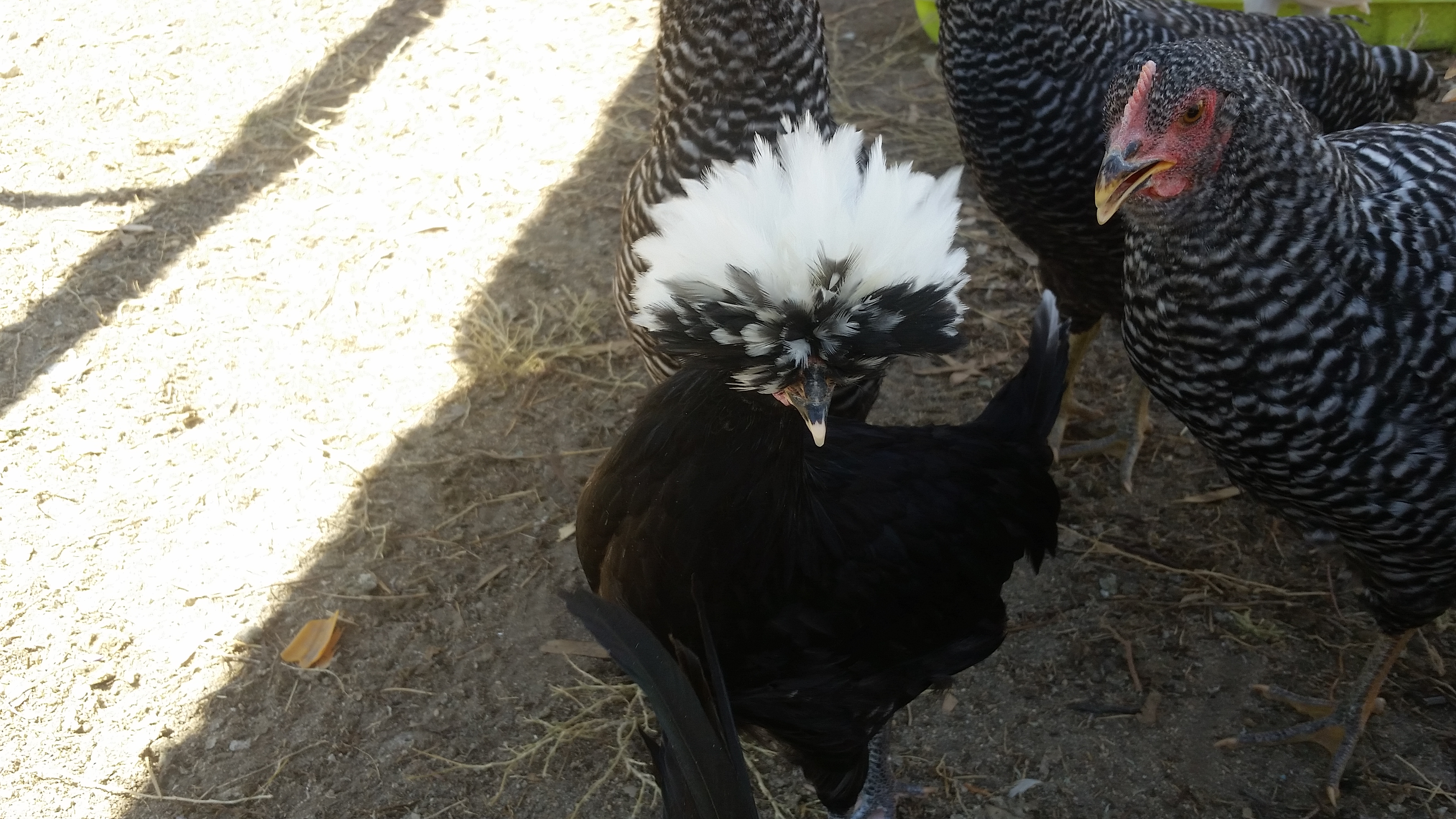 White crested black polish bantam hen