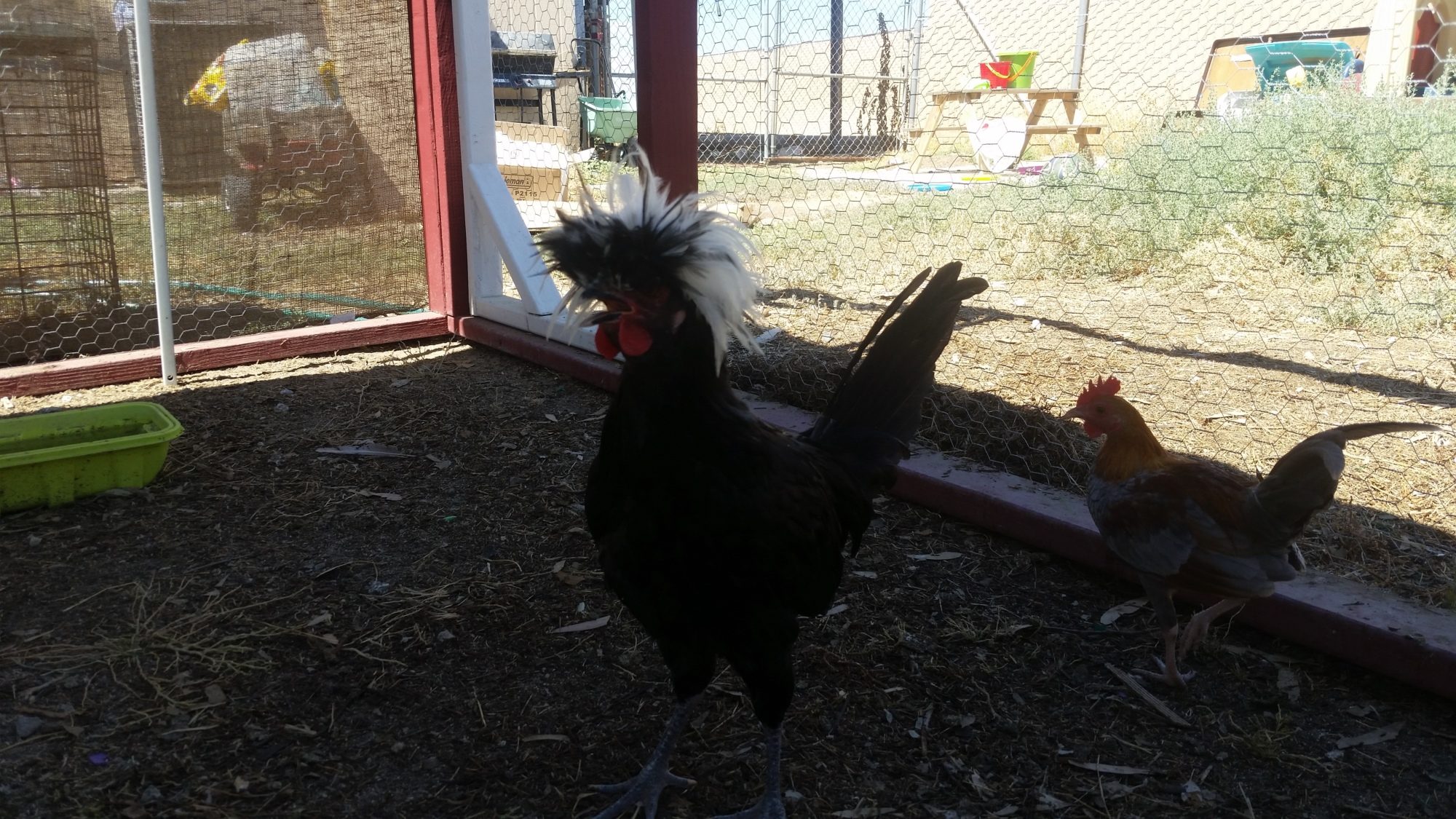 White crested black polish bantam rooster