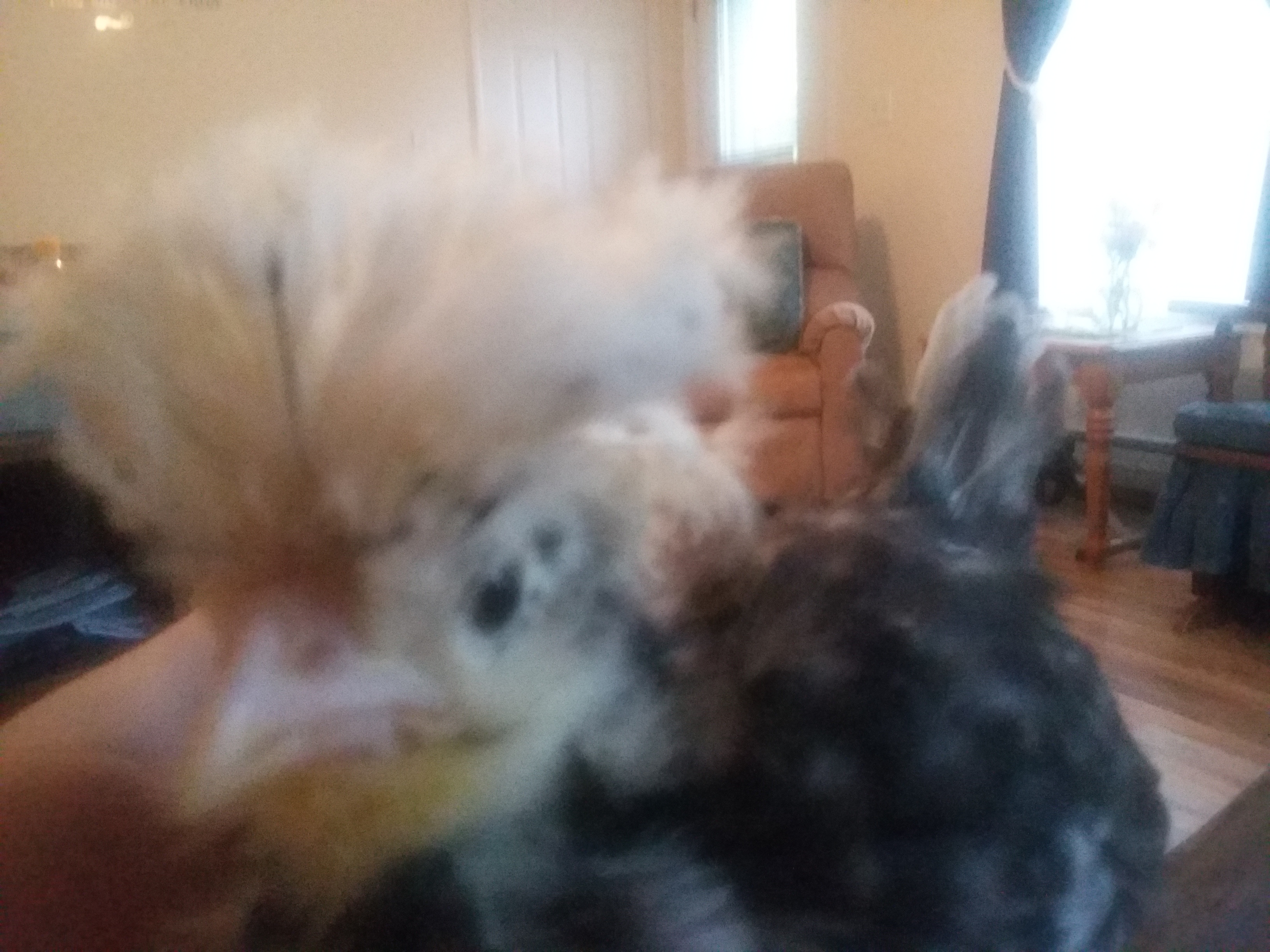 White Crested Black Polish chick