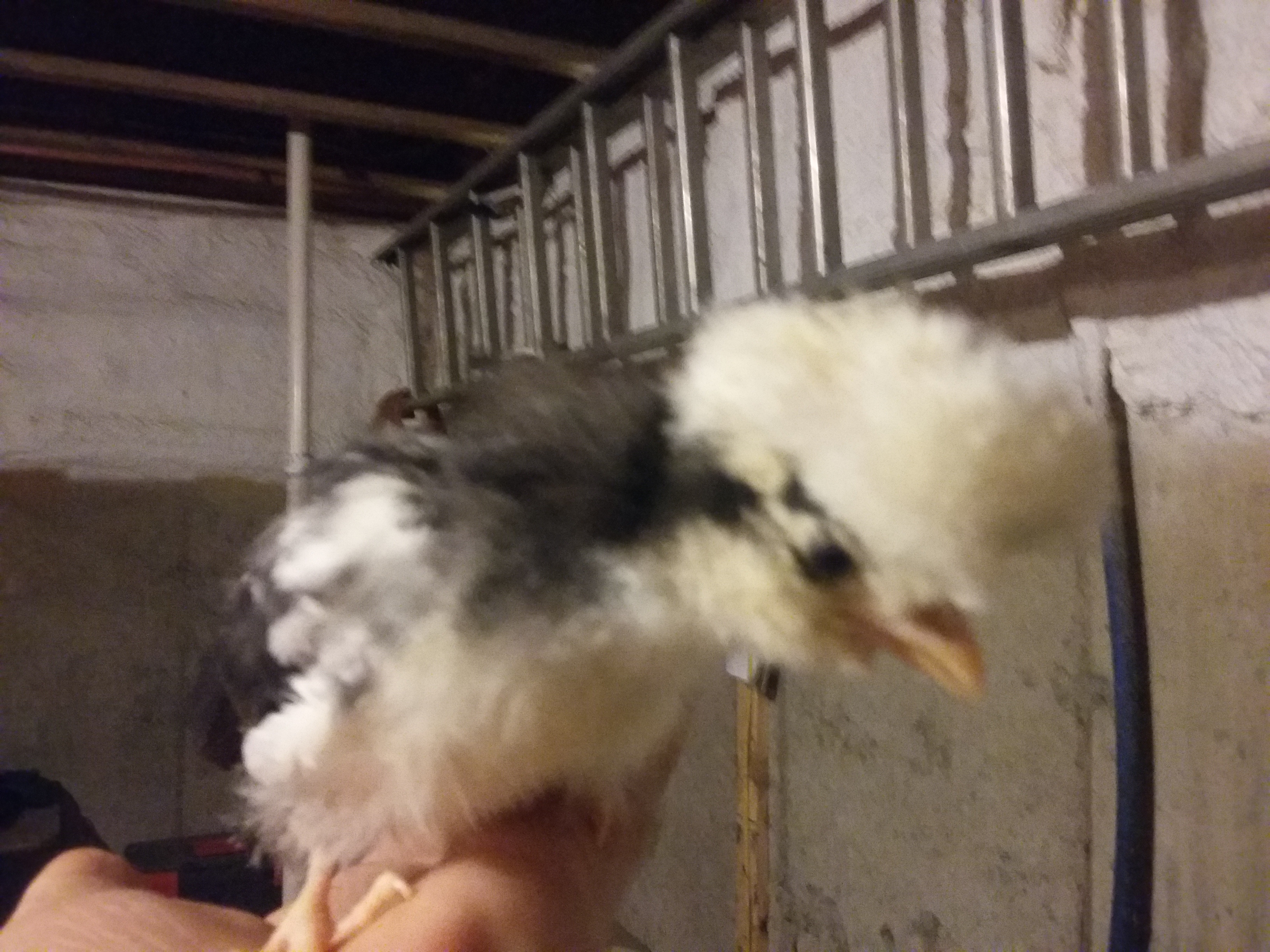 White Crested Black Polish chick