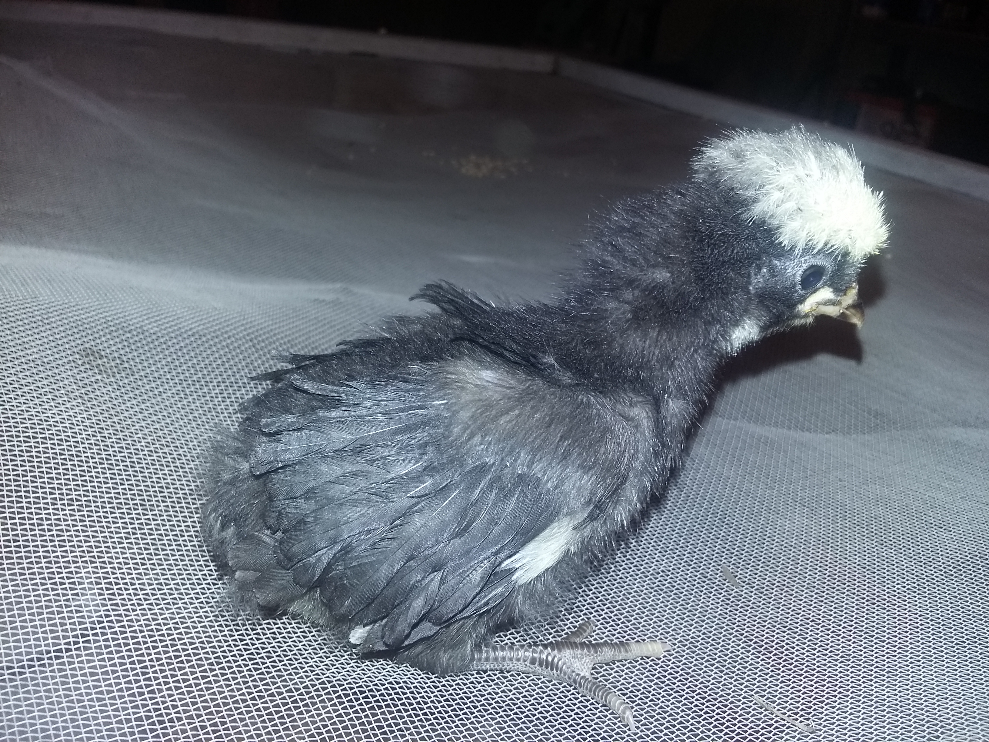 White Crested Black Polish chick