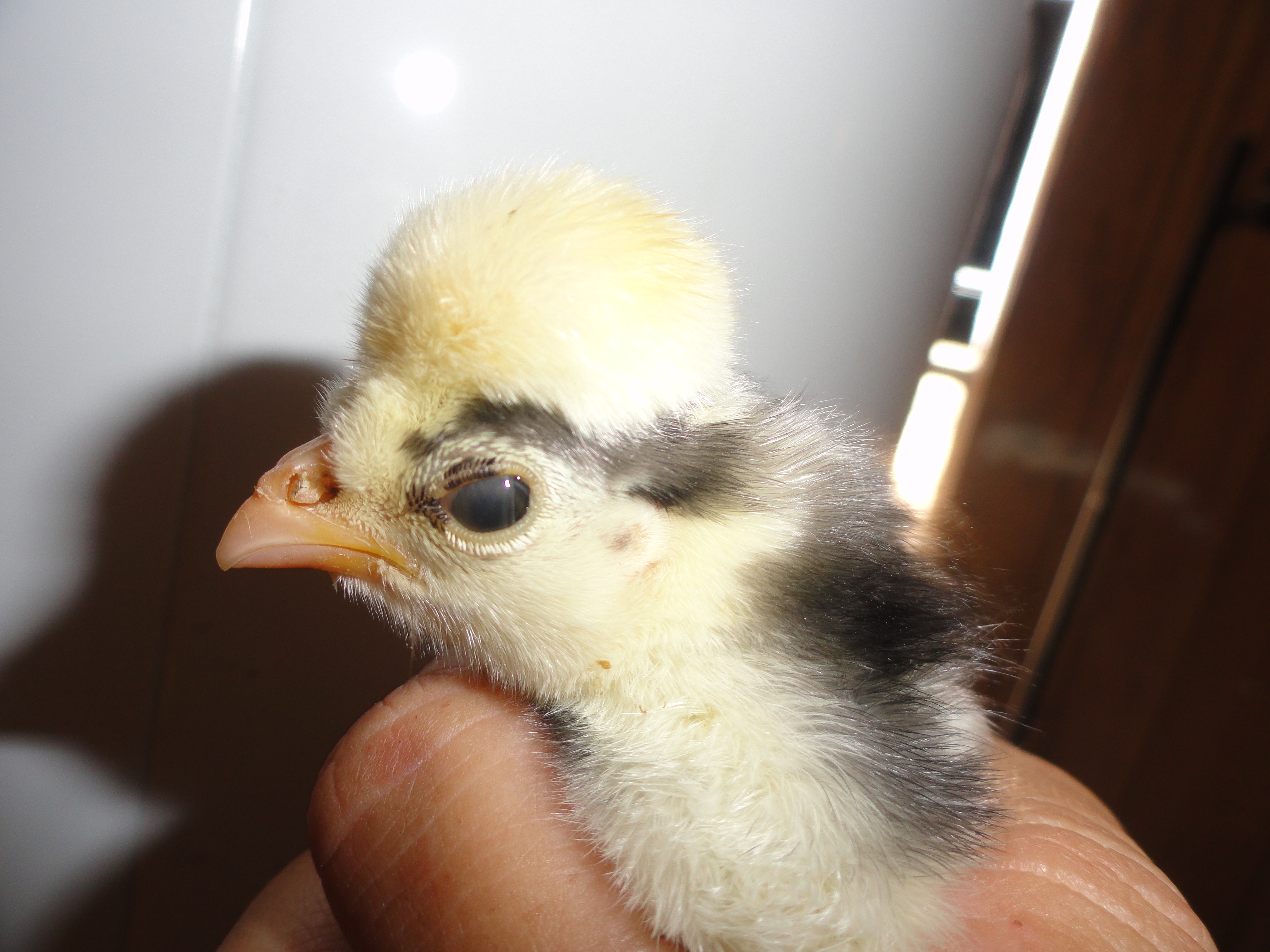White Crested Black Polish.  Eyebrows look like my aunt so I am naming this baby- Joyce Ann.  LOL