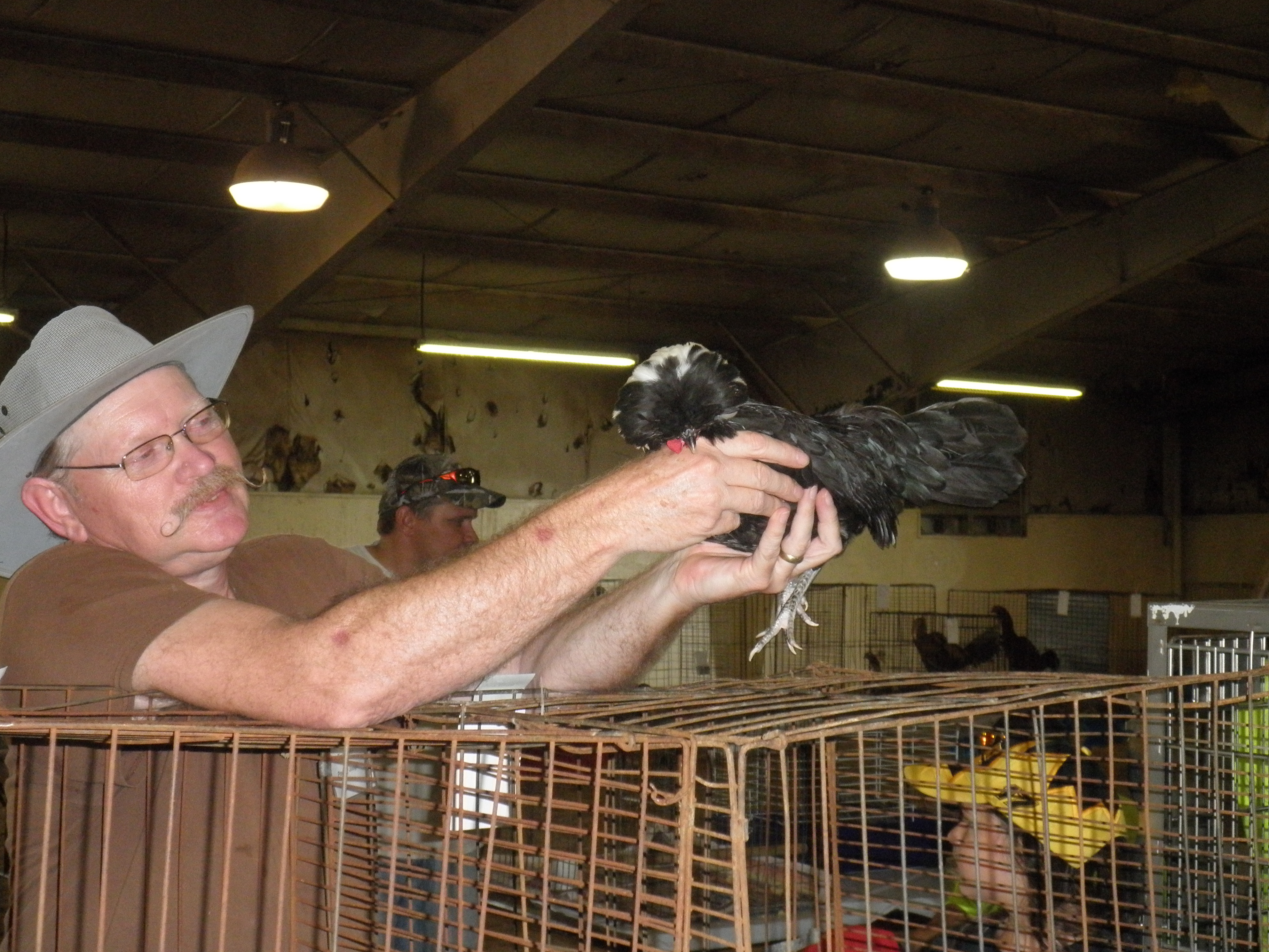 White Crested Black Polish pullet.  She has too much black in her head feathers and did not place.