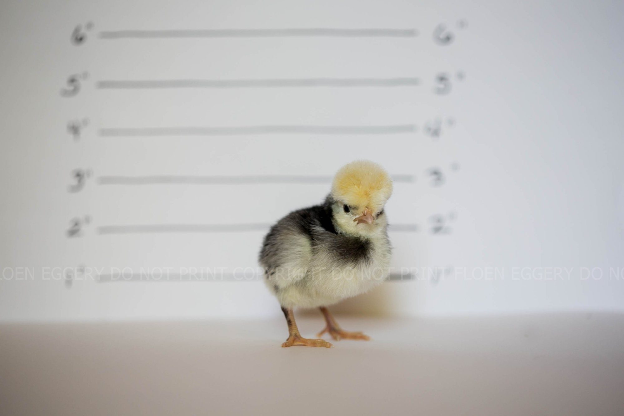 WHITE CRESTED BLACK POLISH