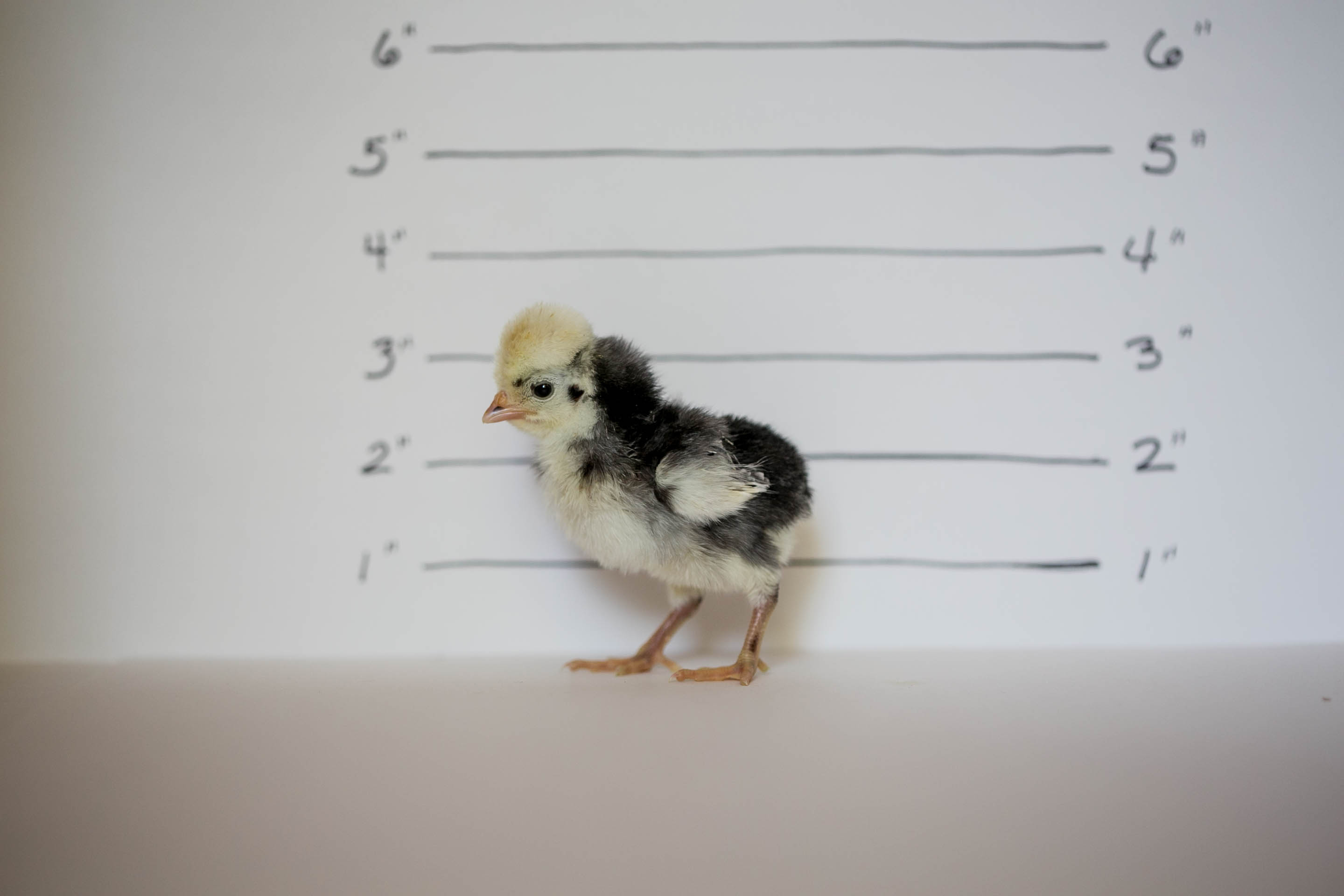 WHITE CRESTED BLACK POLISH