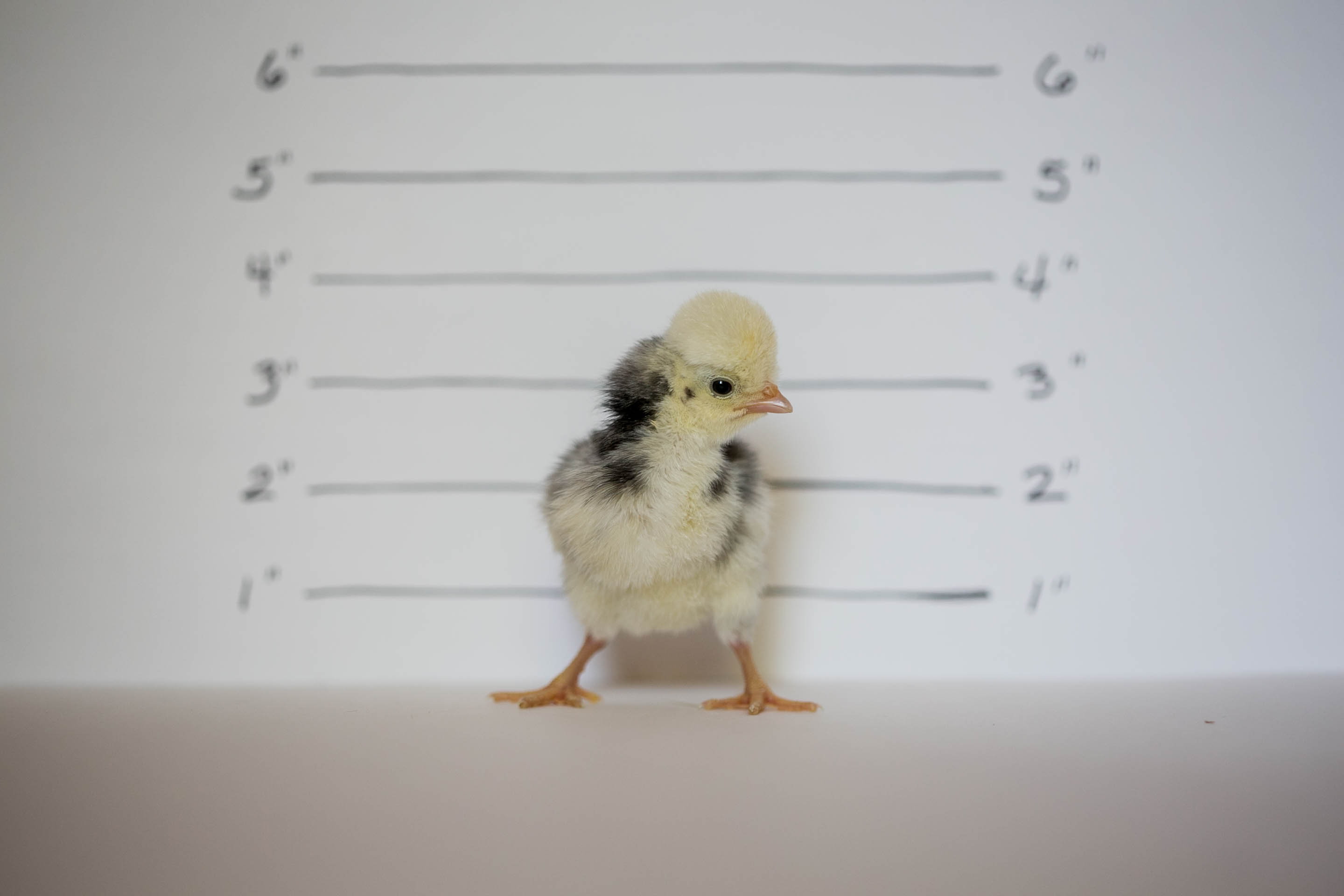 WHITE CRESTED BLACK POLISH