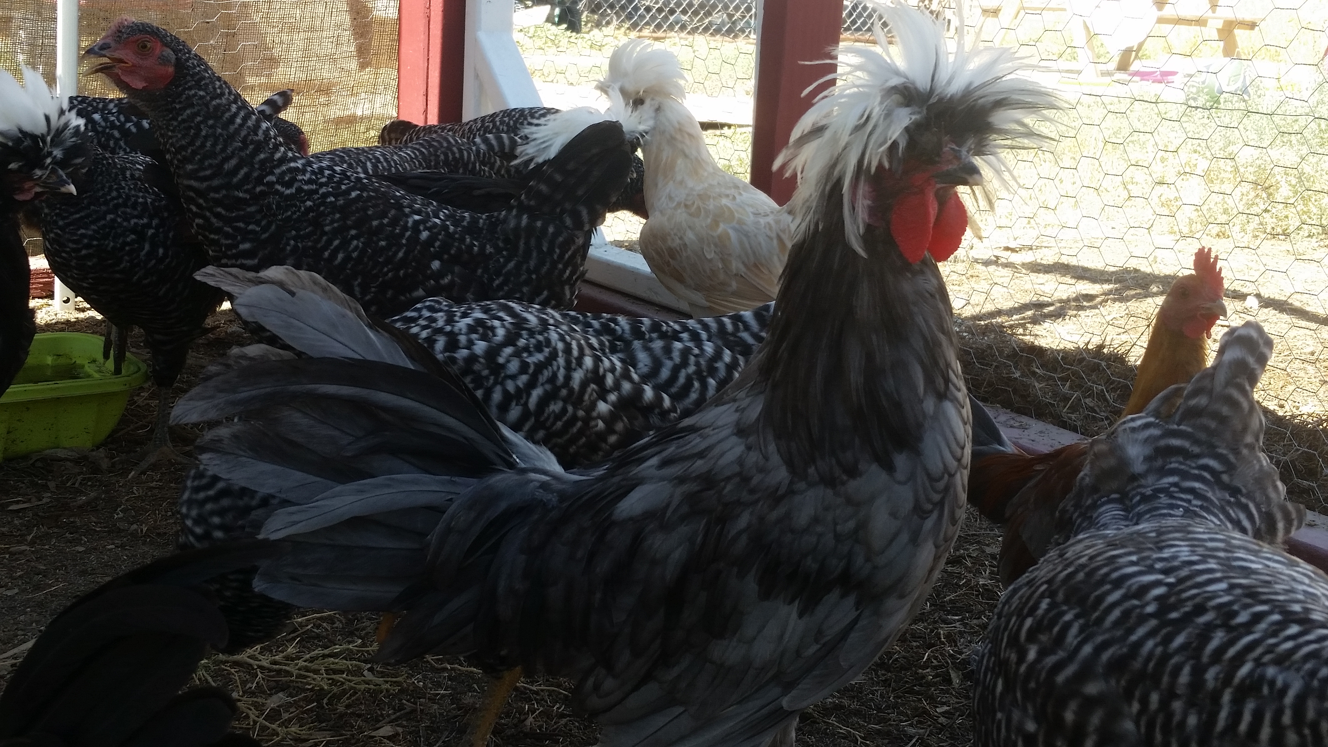 White crested blue polish bantam rooster