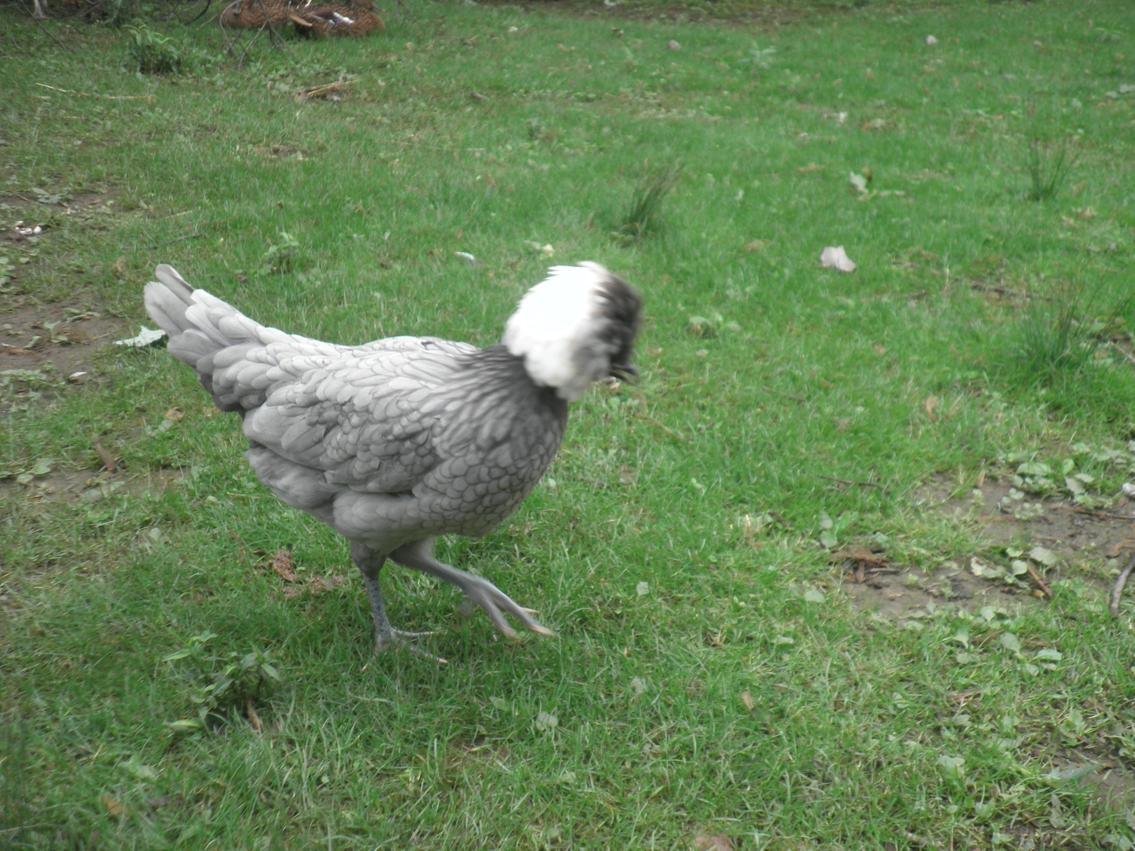 White crested blue Polish hen