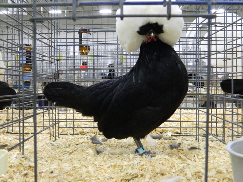 White Crested non bearded Polish