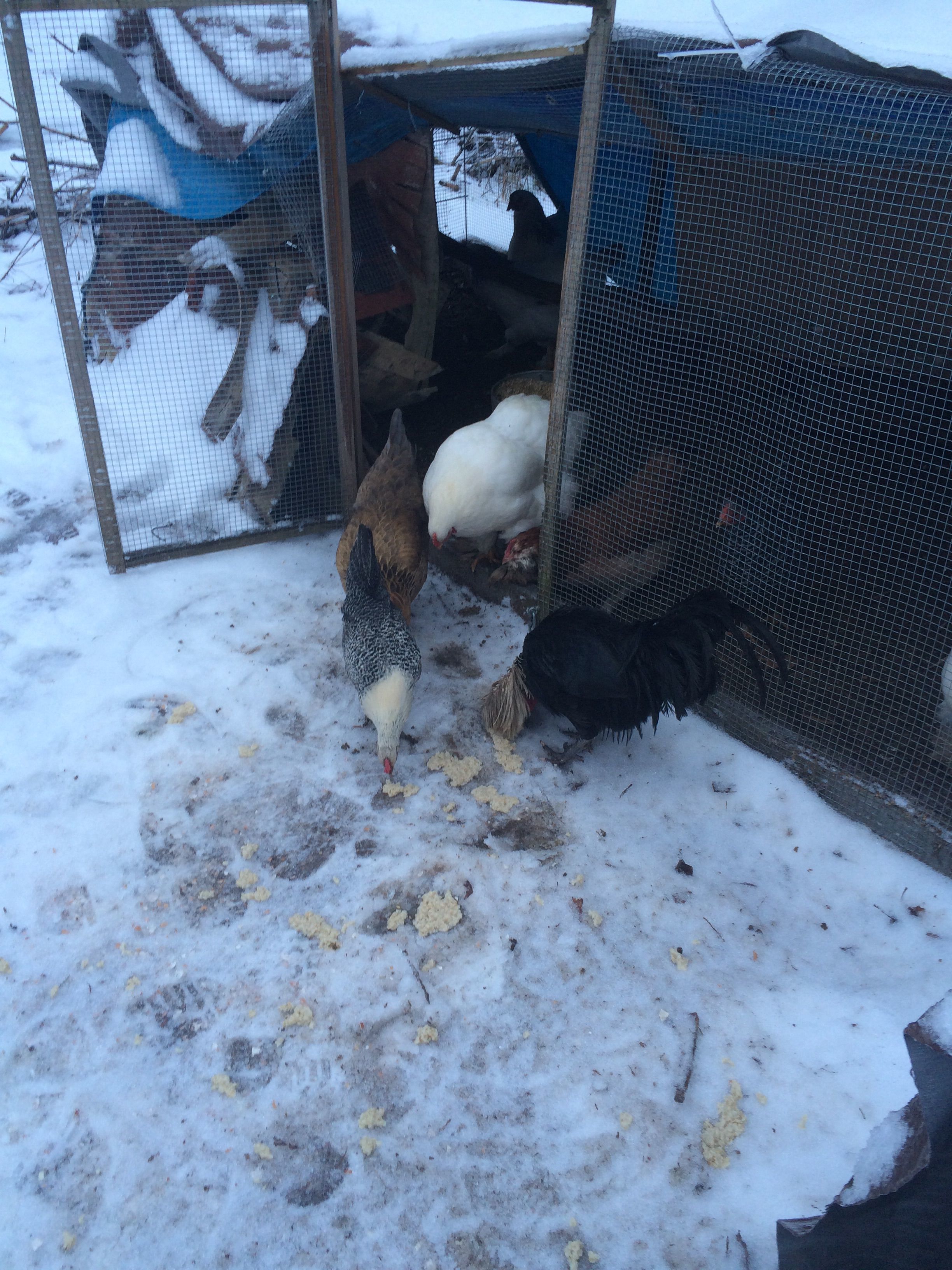 White crested polish rooster on the right.
The middle chicken with a lighter head compared to body is Sparrow, an Egyptian Fayoumi.
The middle chicken that is all white is a cochin.
