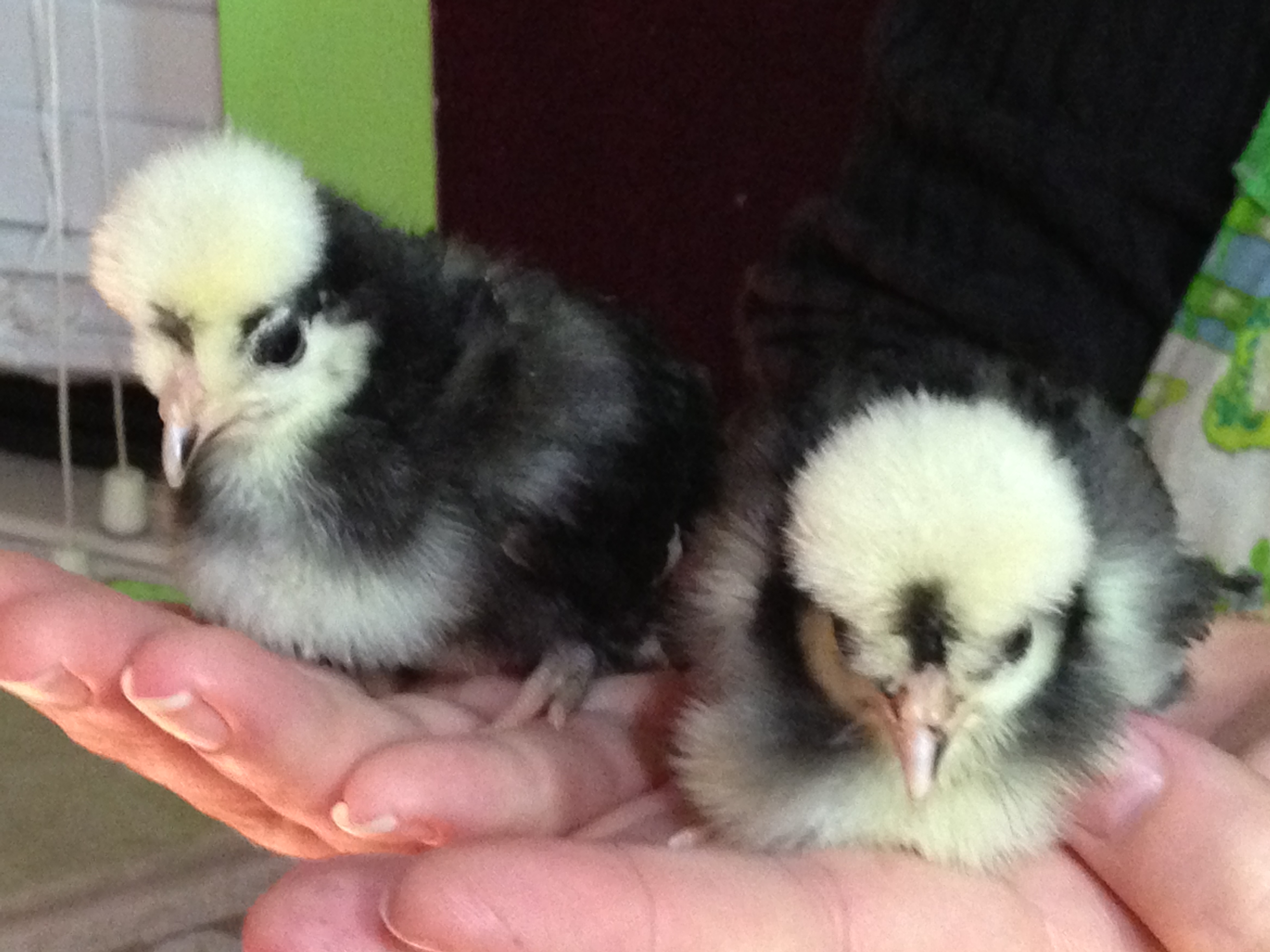 White crested polish