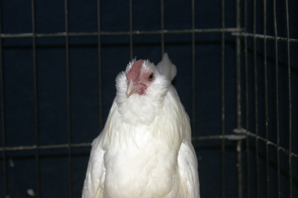 white d'anver cockrel