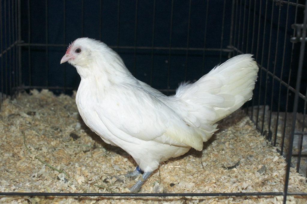 White D'anver pullet