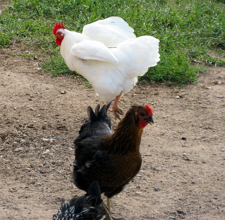 White Devil Rooster and  Daphne BSL