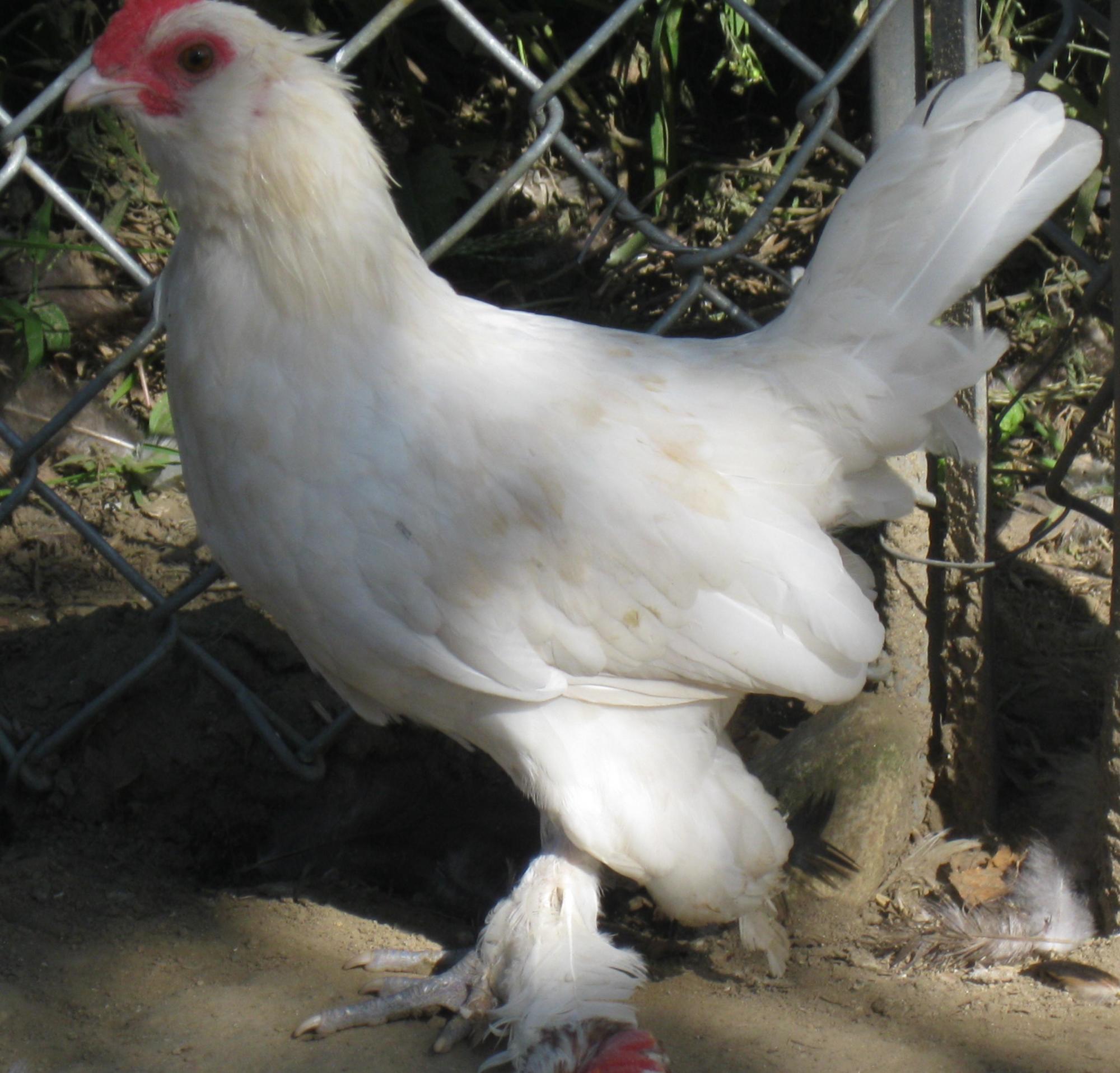 White d'Uccle cockerel