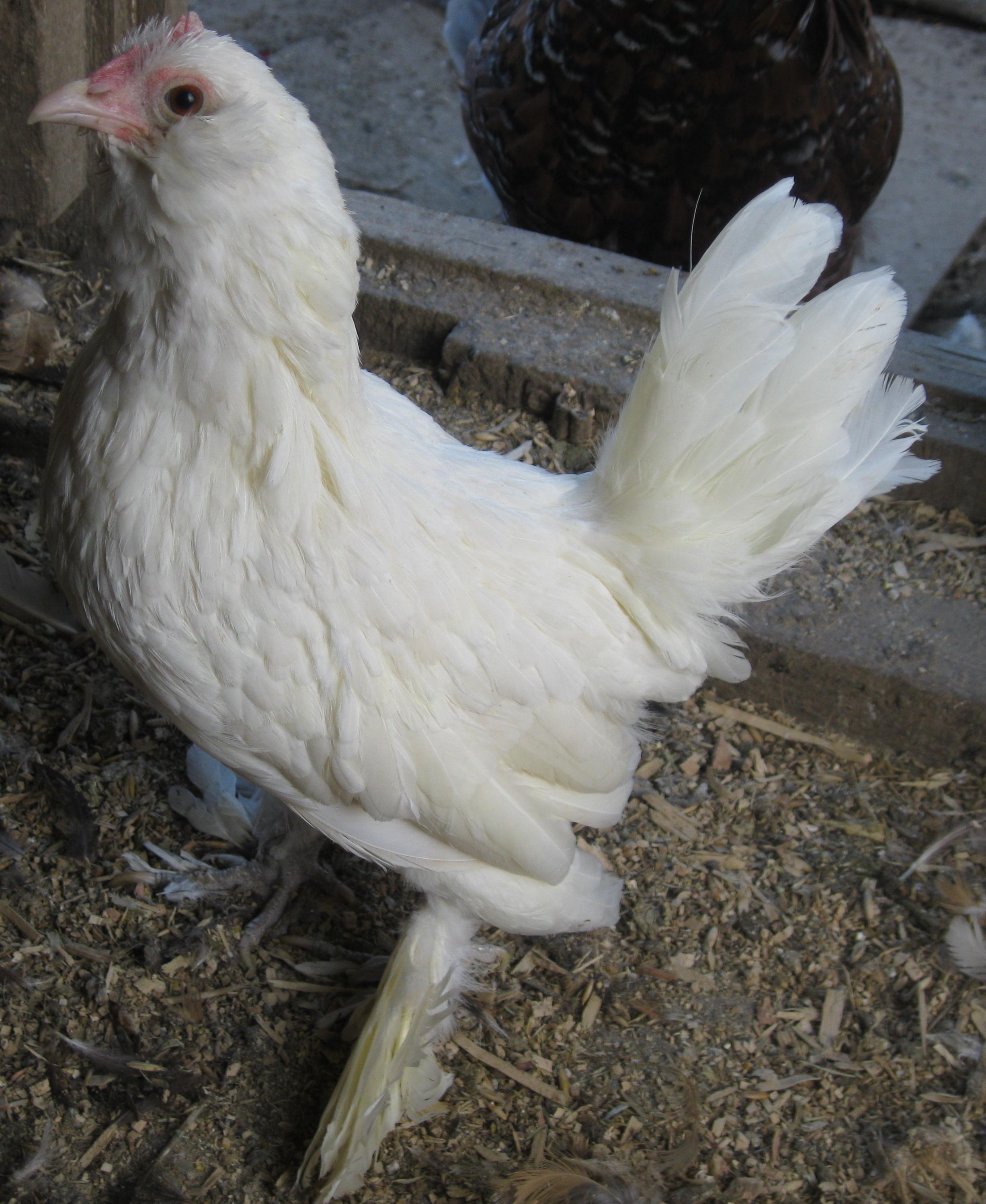 White d'Uccle hen