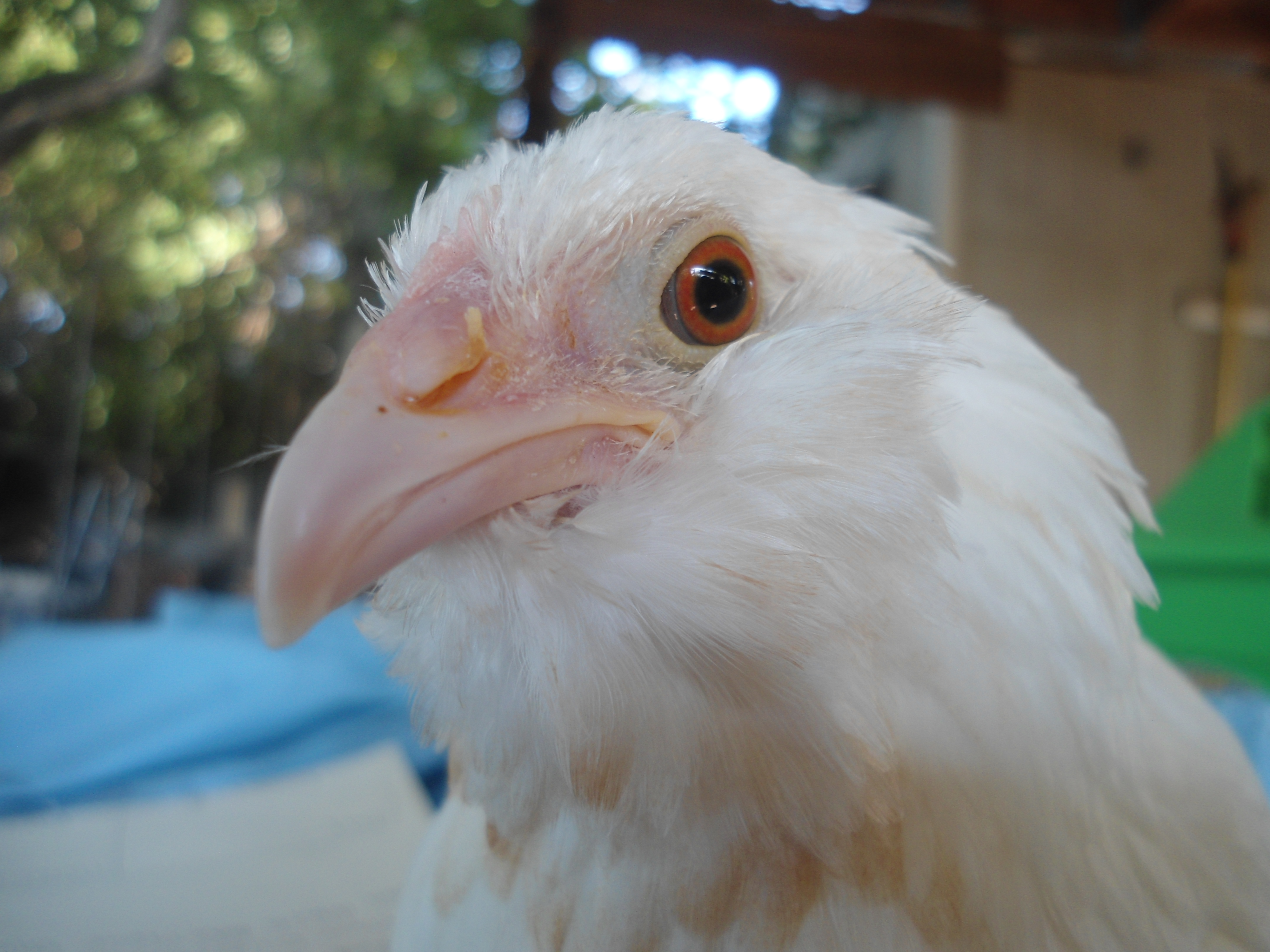 White D'uccle pullet.