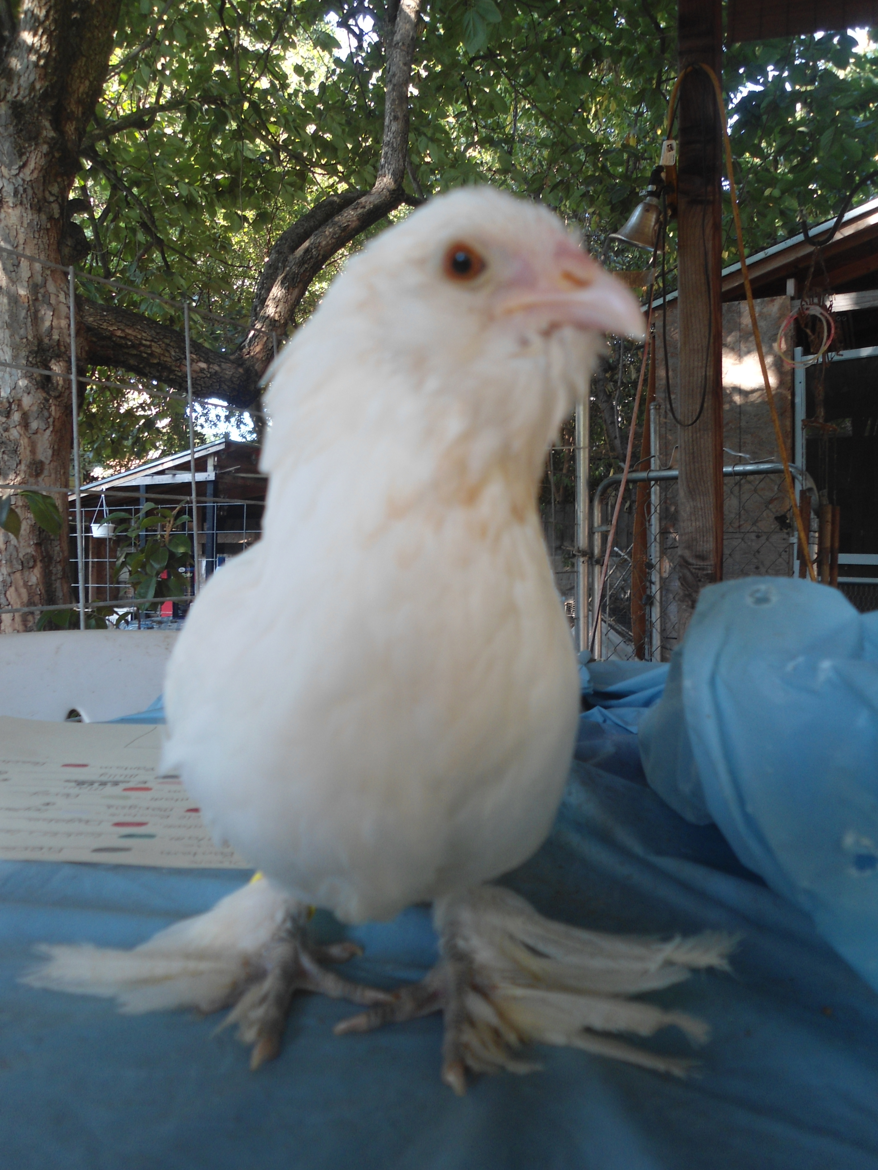 White D'uccle pullet.