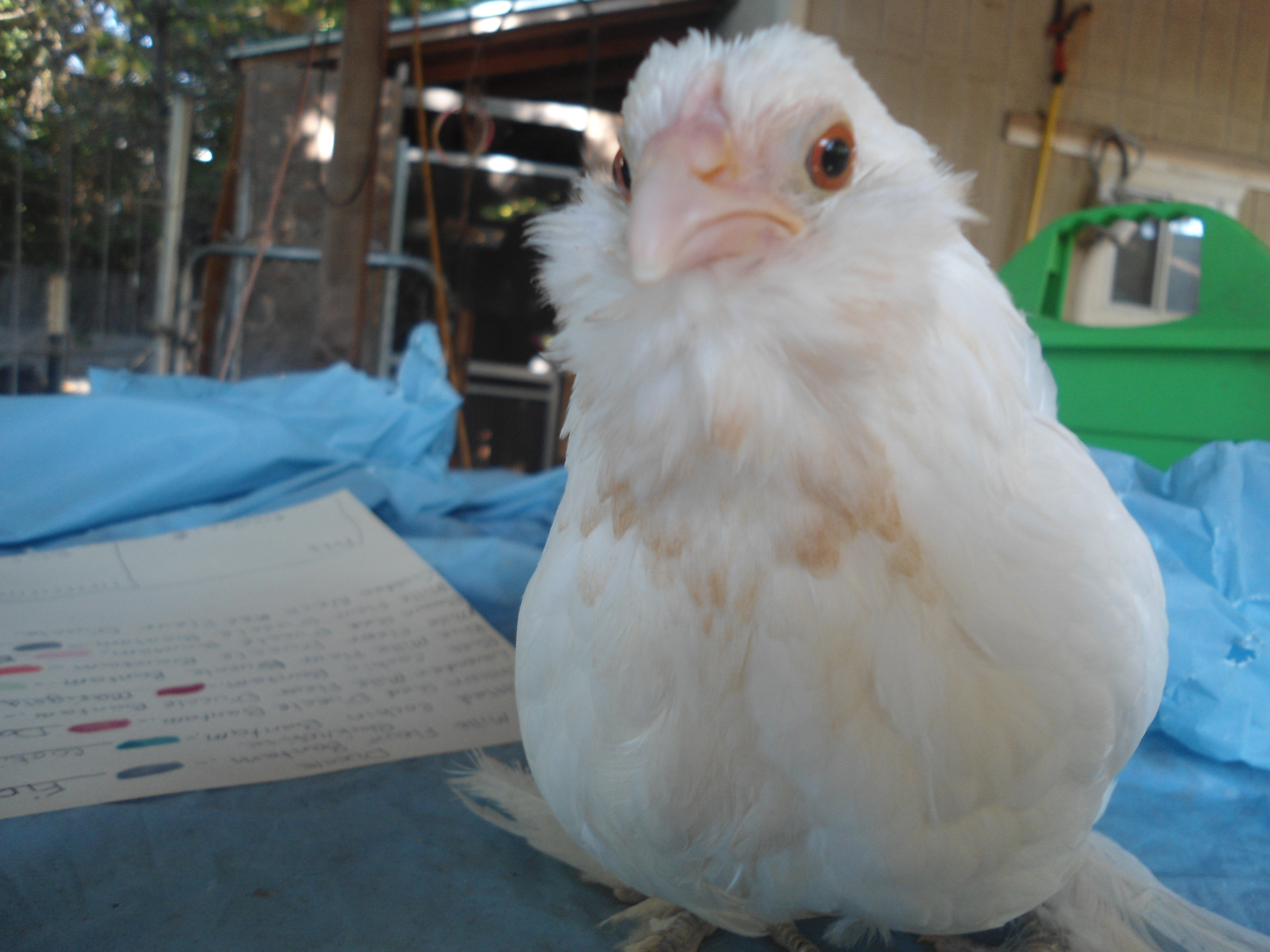 White D'uccle pullet.