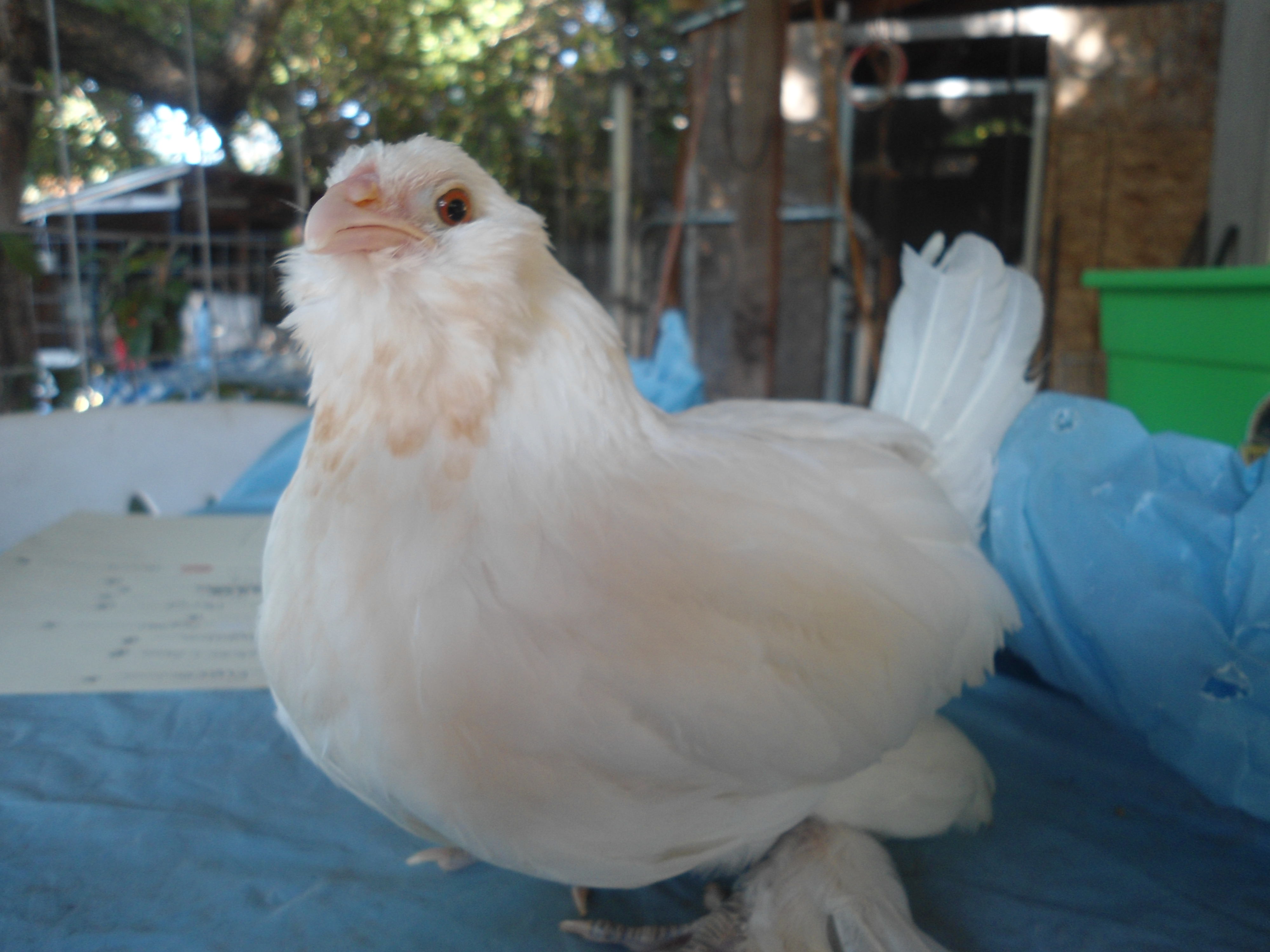 White D'uccle pullet.