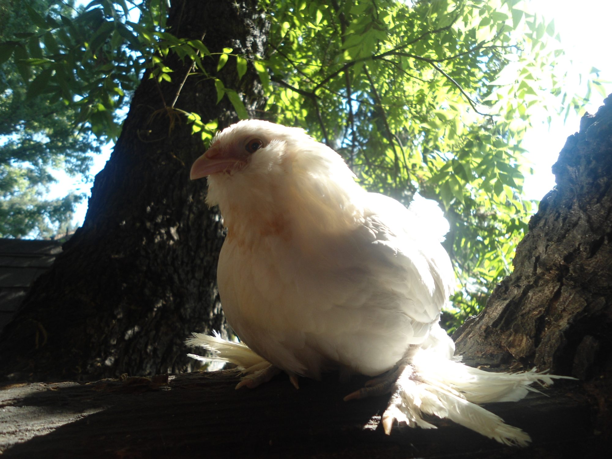 White D'uccle pullet.