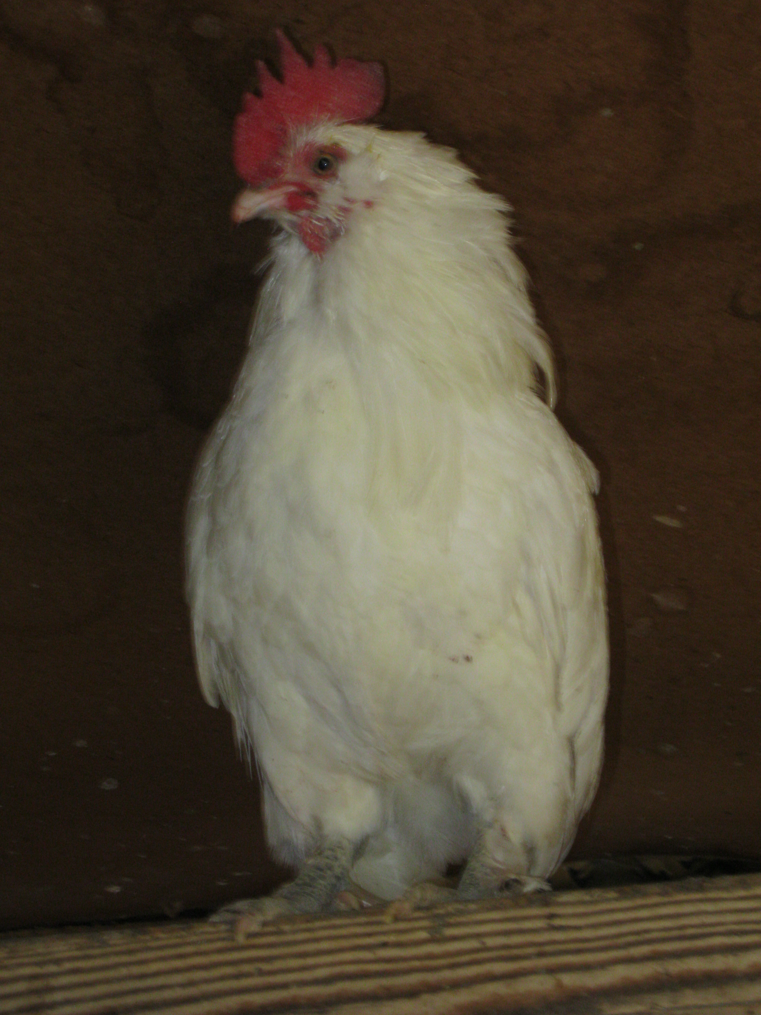 White d'Uccle Rooster