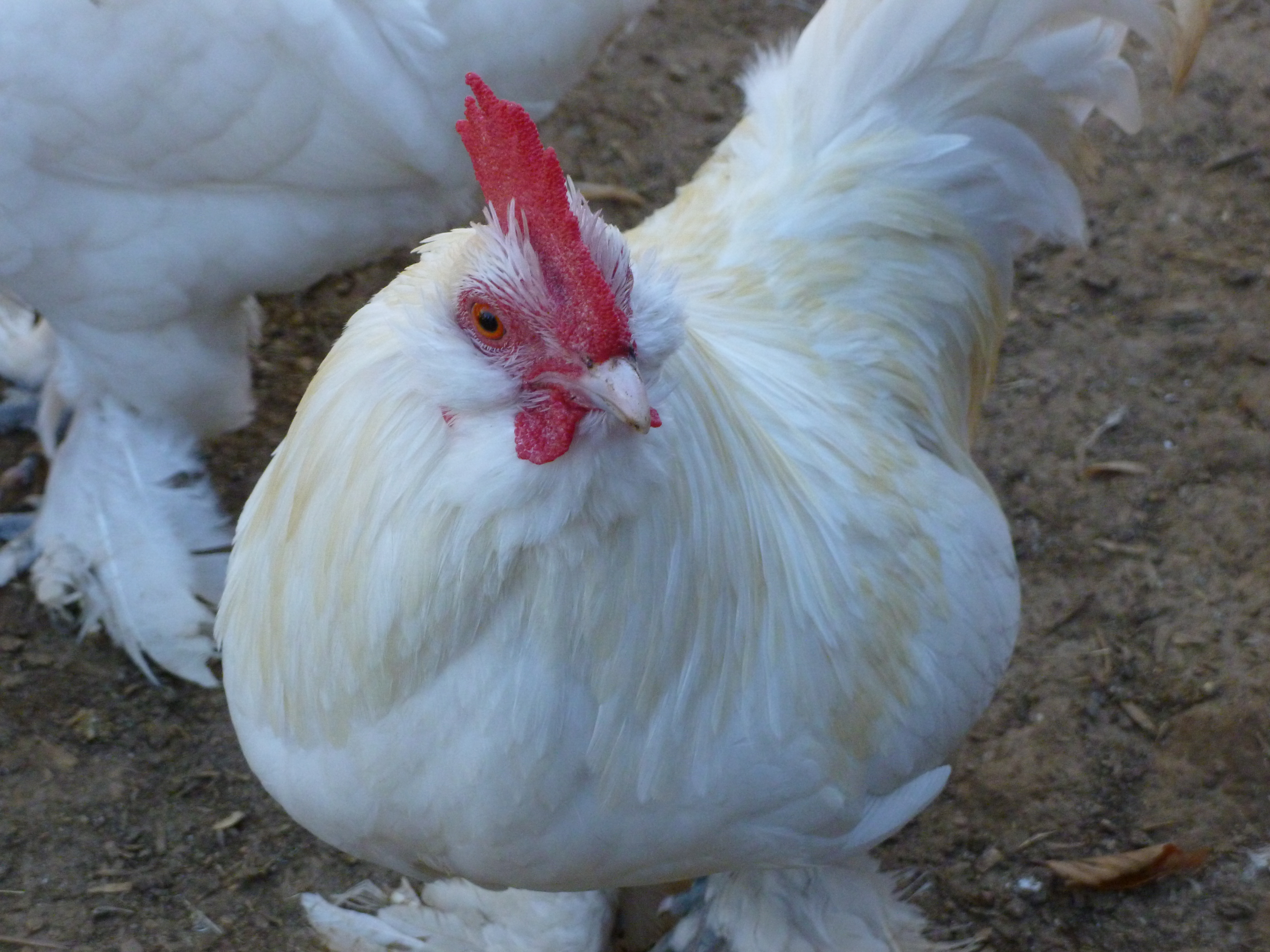 White D'uccles Roo