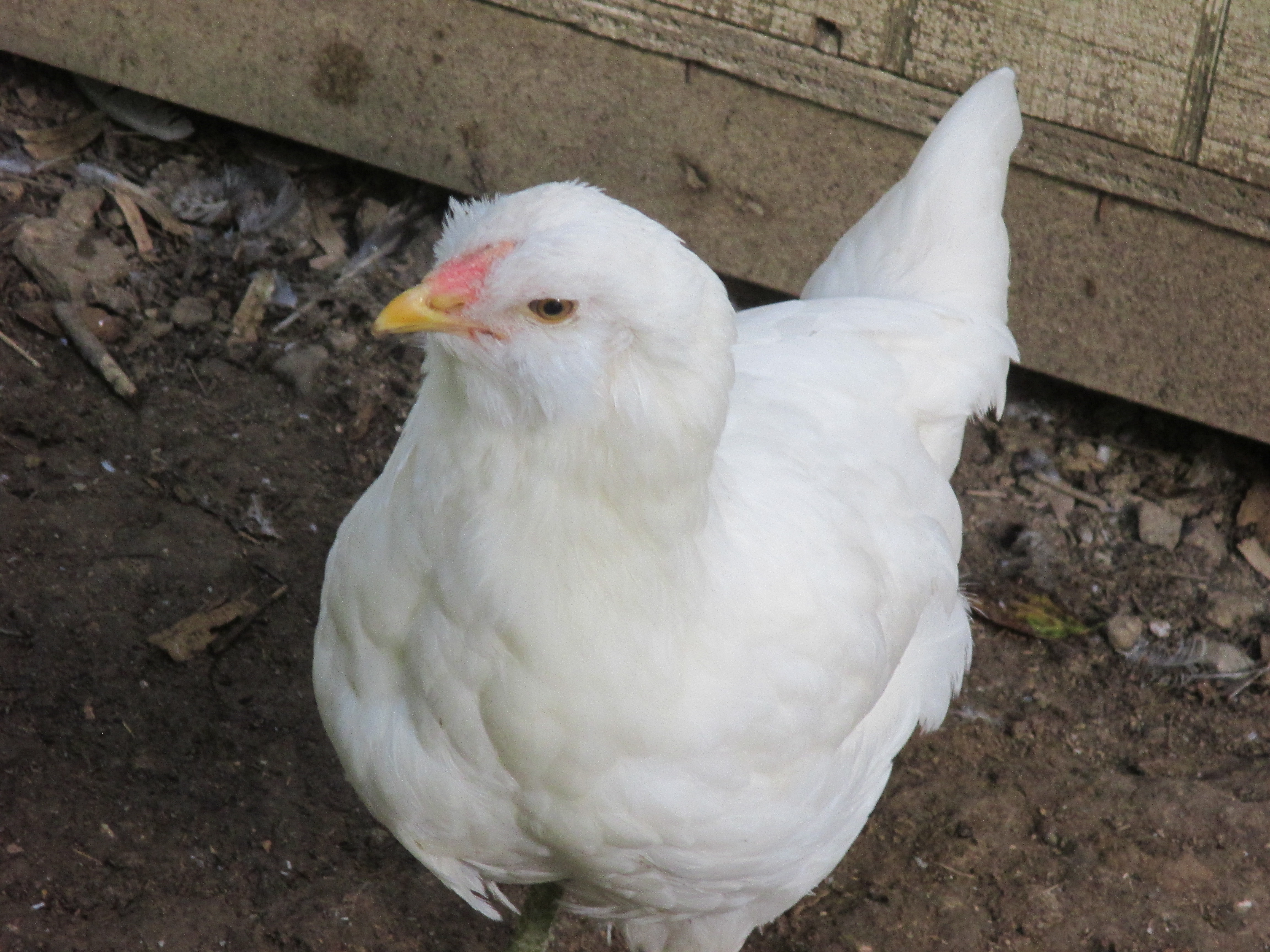 White Easter Egger again.