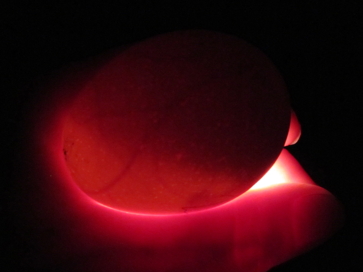 White egg, clear veining at twelve days.