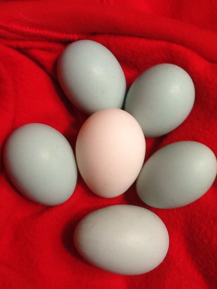 White egg for comparison.