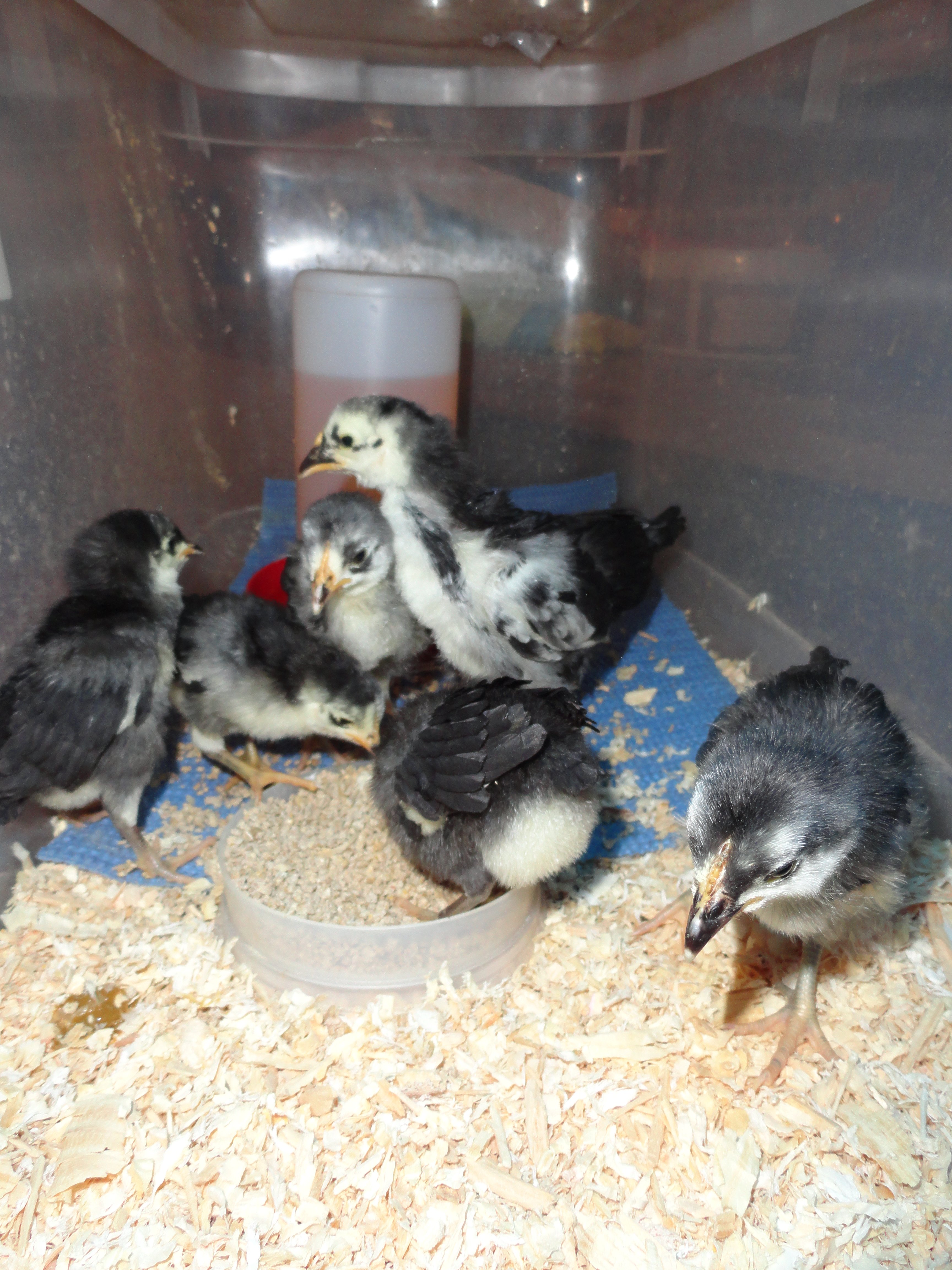 white faced black spanish from Lund Poultry, WI 
2/23/12 arrival! "Starbuck's chicks" because they act like they are hopped up on caffiene.