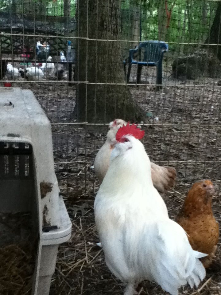 white faverolle bantam