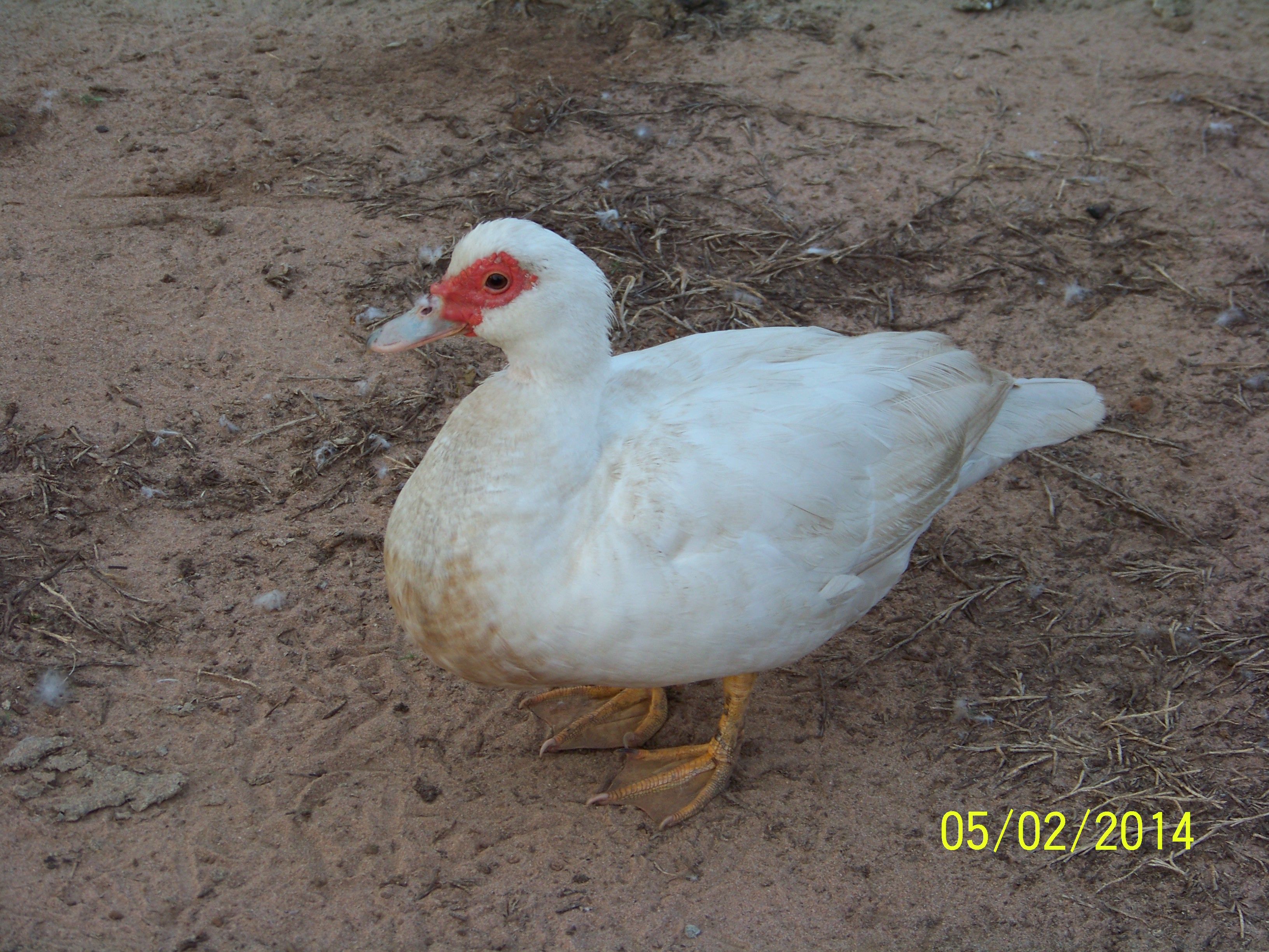 White Female Muscovy