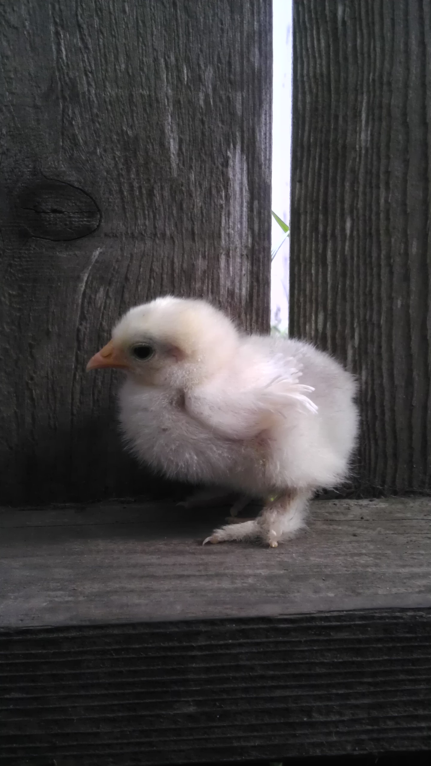 White Frizzle @ 1.5 Weeks