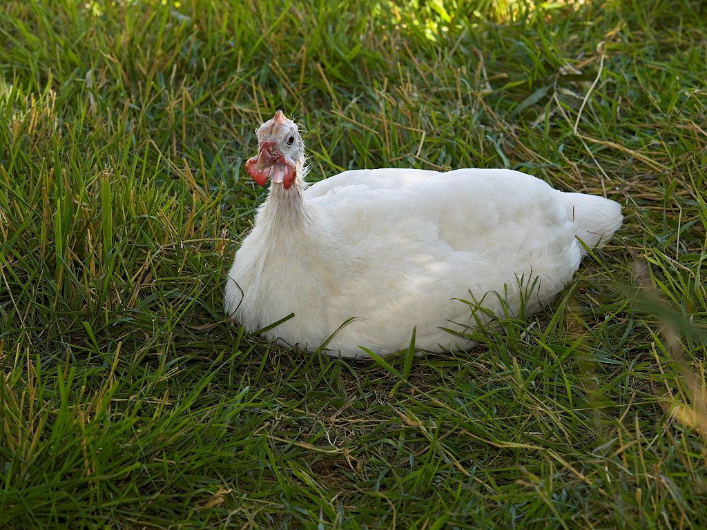 White guinea cock