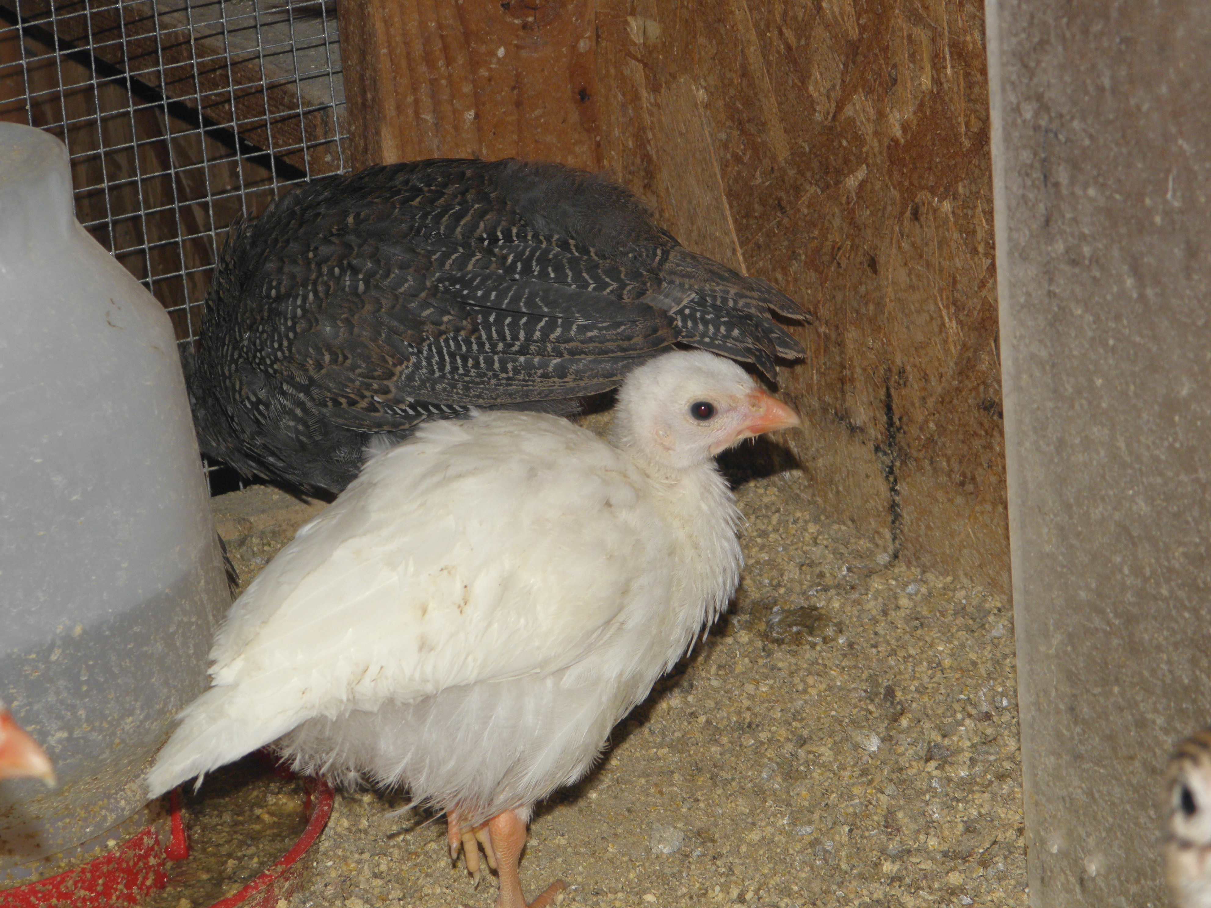 white guinea with pearl grey in the background