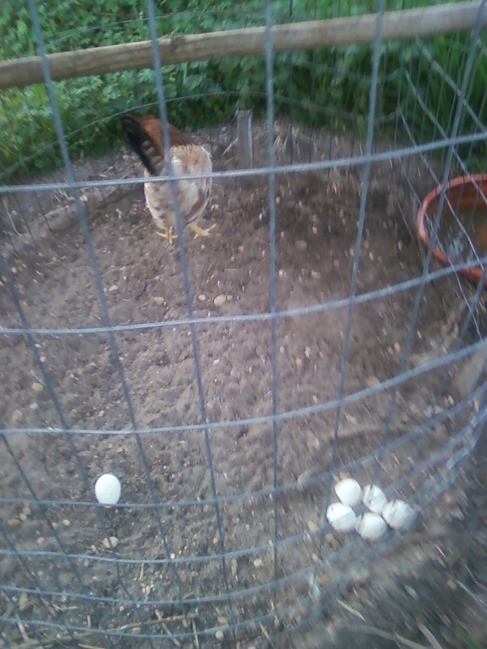 white hackle hen