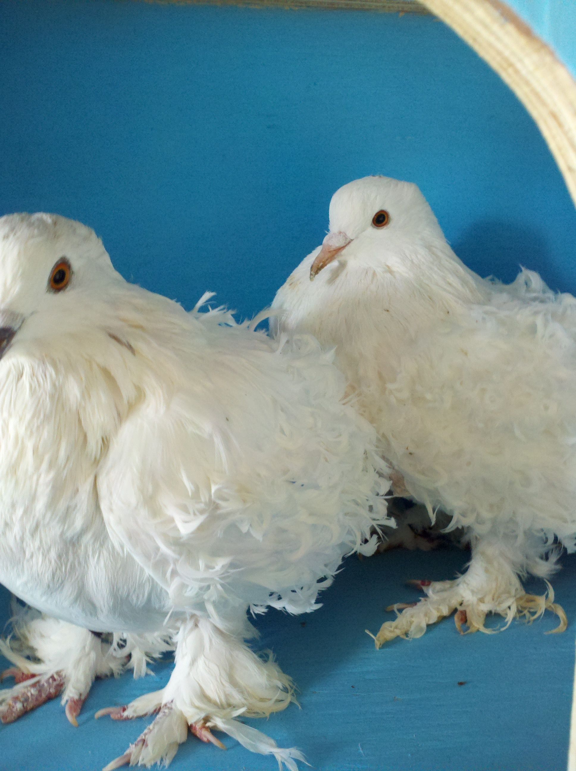 white hen in back red grizzle in front