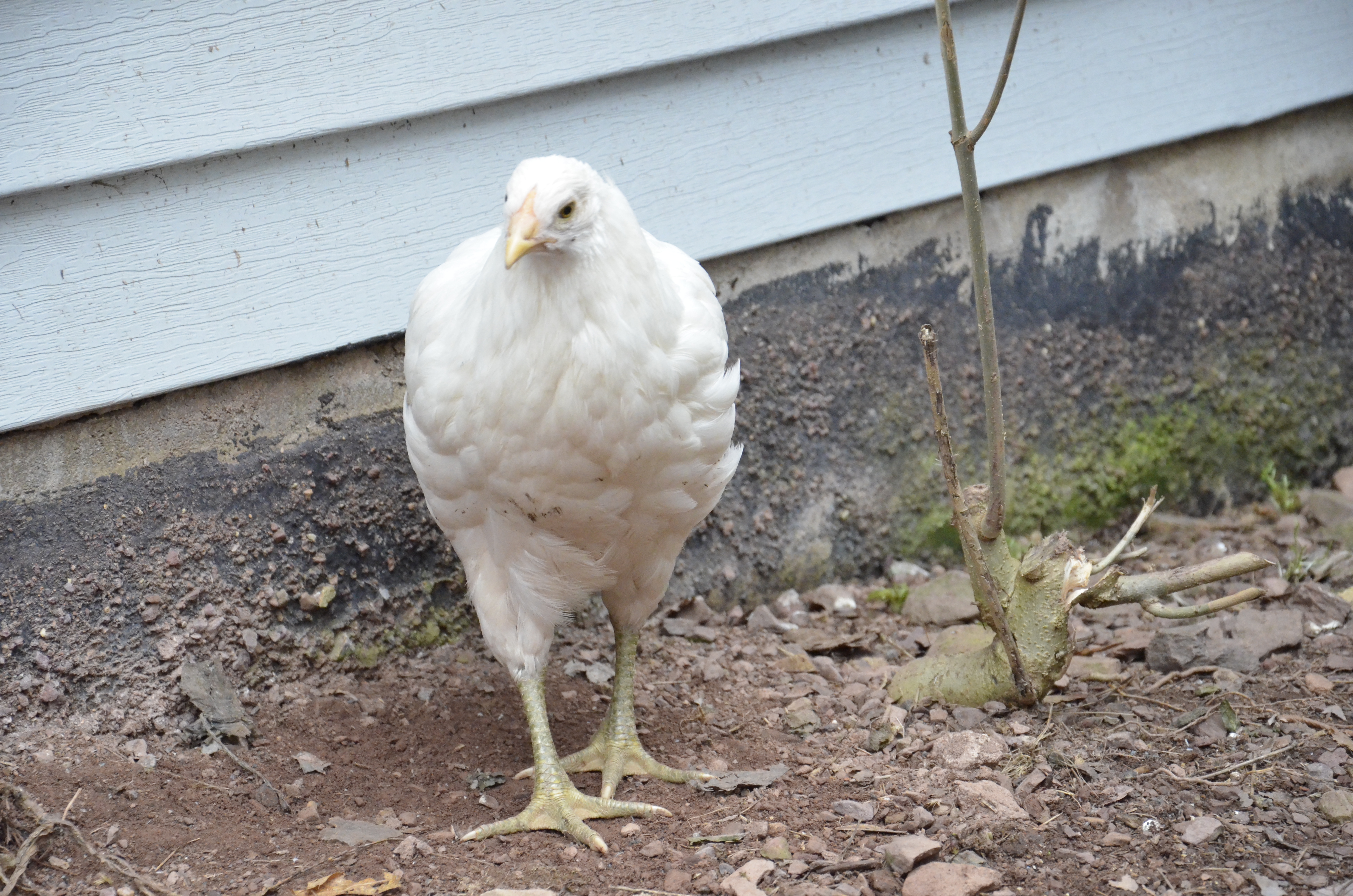 White hen.