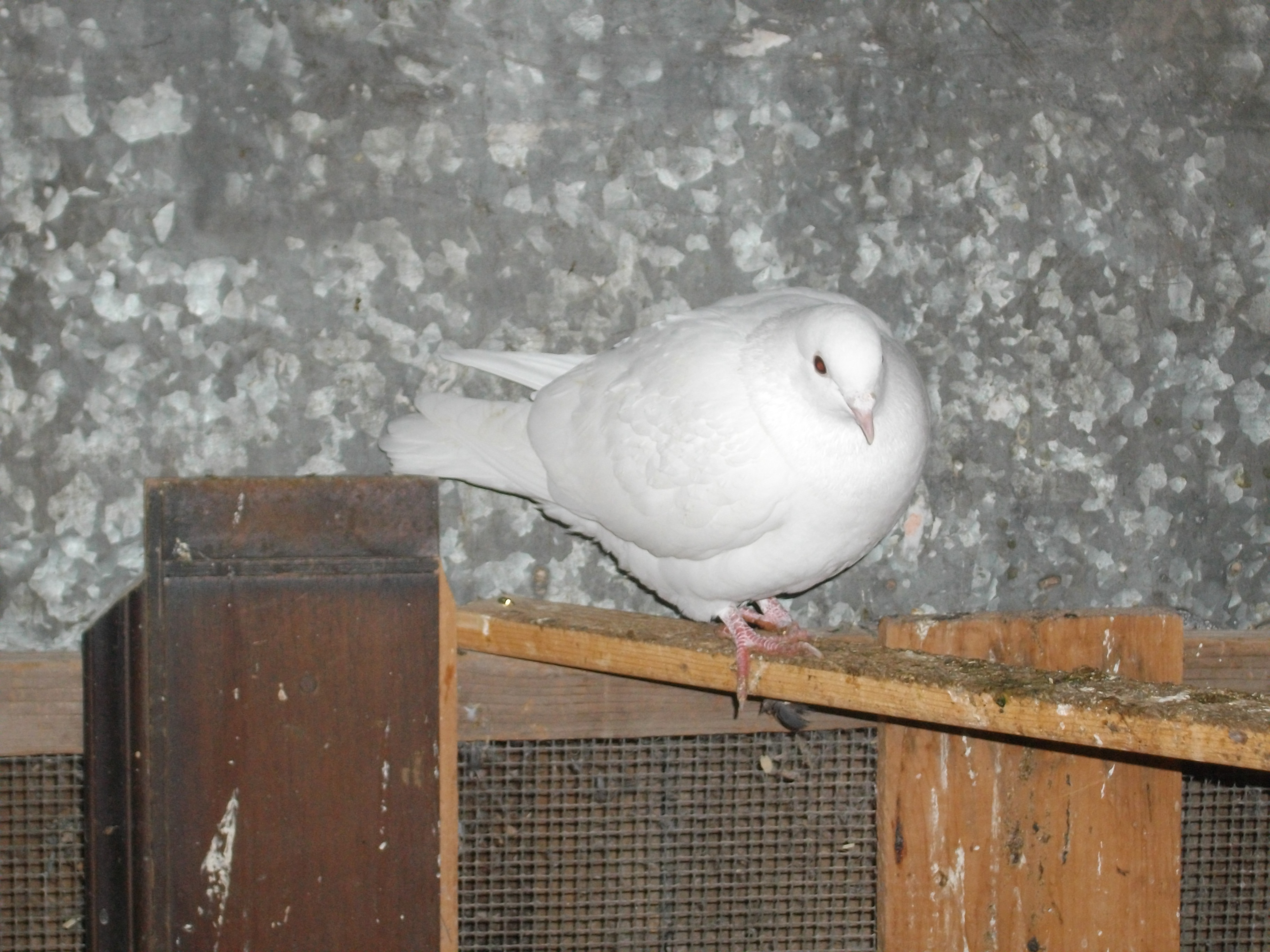 white homer