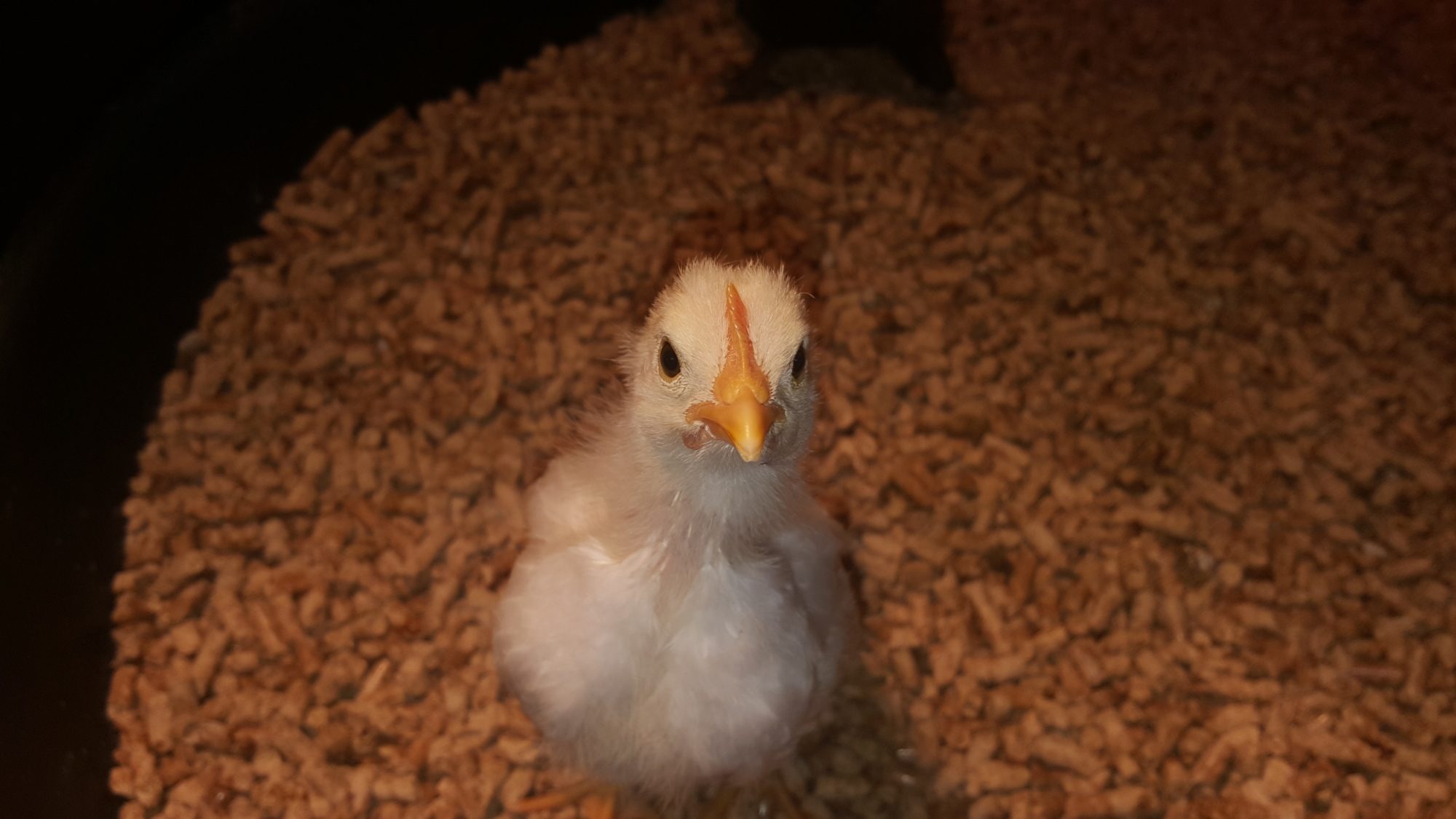 White Isbar??? It cannot be, even though that comb is exactly the same as the others!